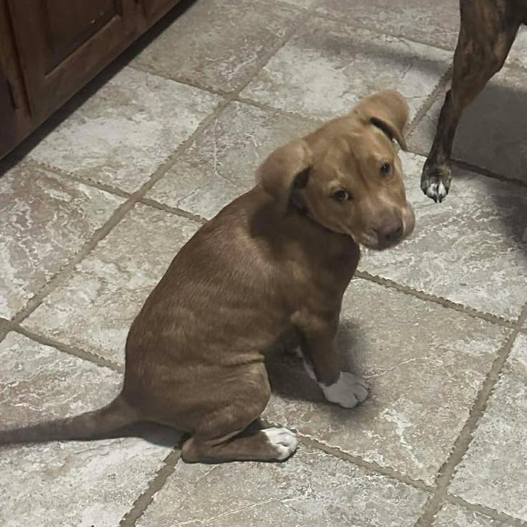 Enlarge Bailey, a Adoptable mixed breed in Overland Park, KS image 3/6