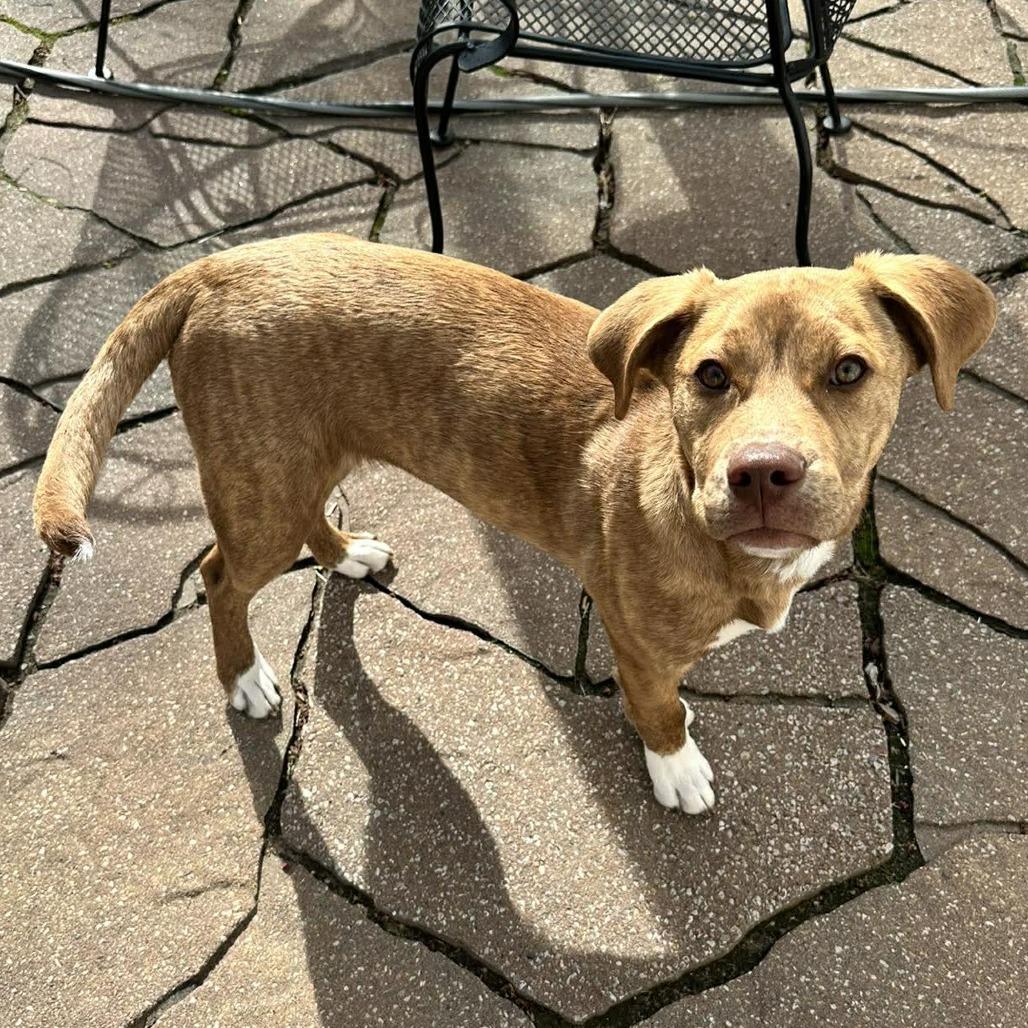 Bailey, a Adoptable mixed breed in Overland Park, KS image 4/6