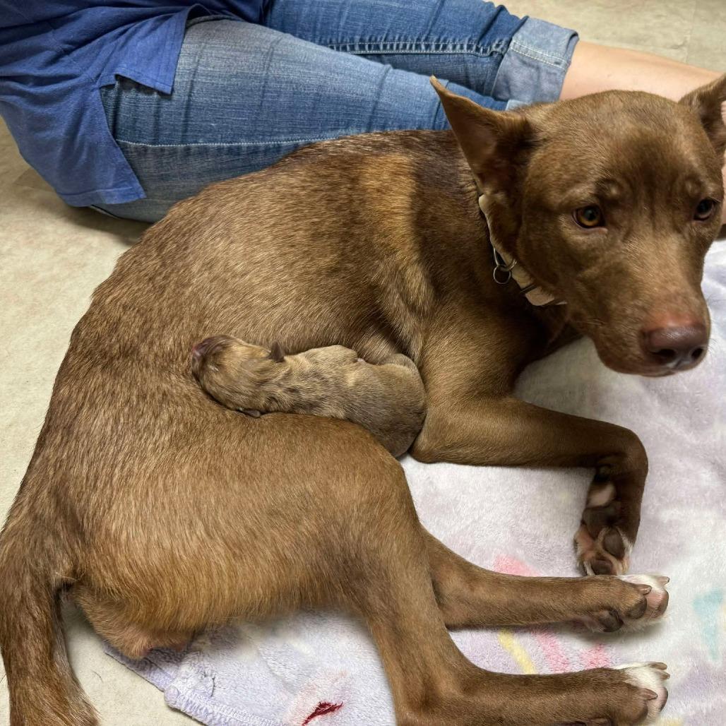 Enlarge Bailey, a Adoptable mixed breed in Overland Park, KS image 5/6