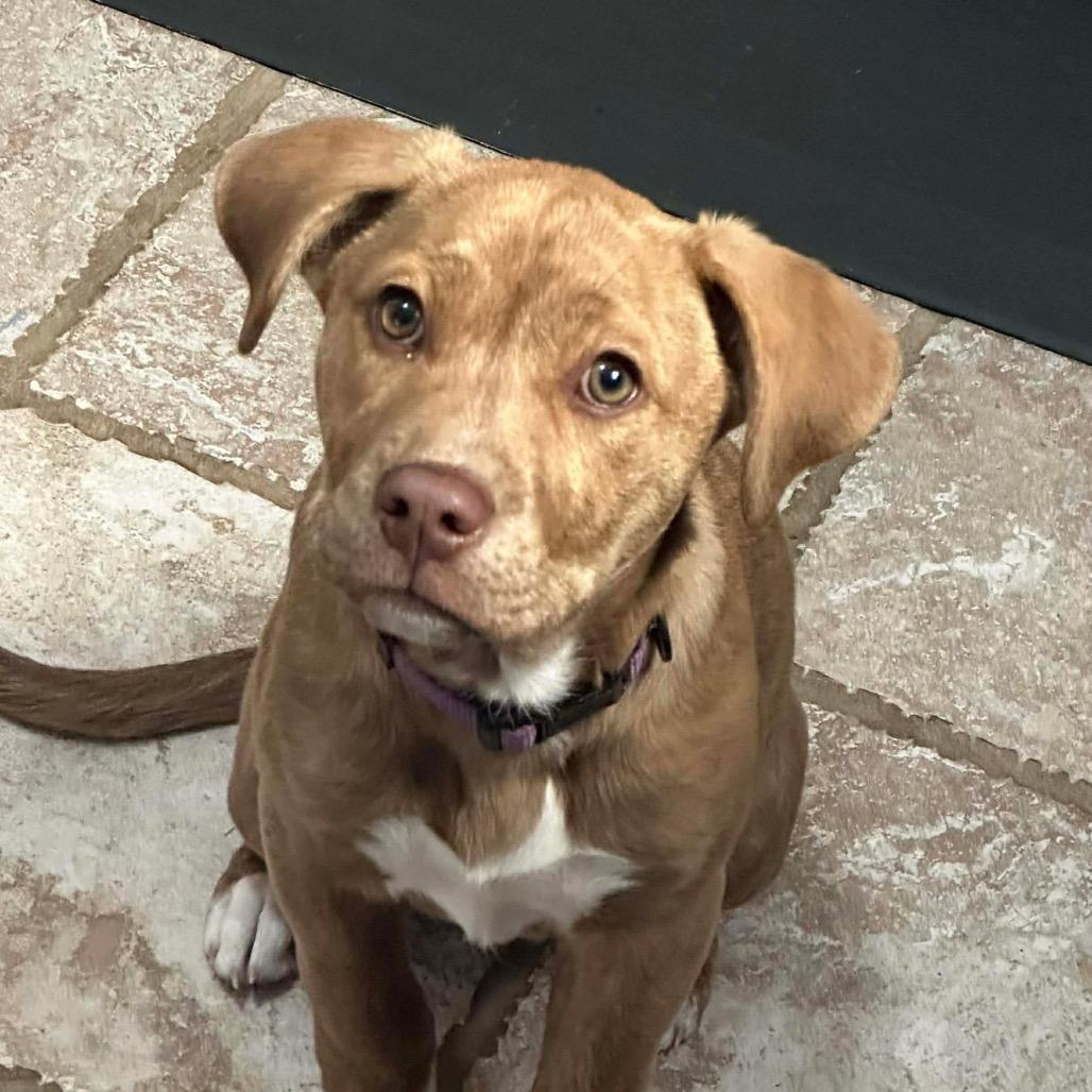 Enlarge Bailey, a Adoptable mixed breed in Overland Park, KS image 4/5