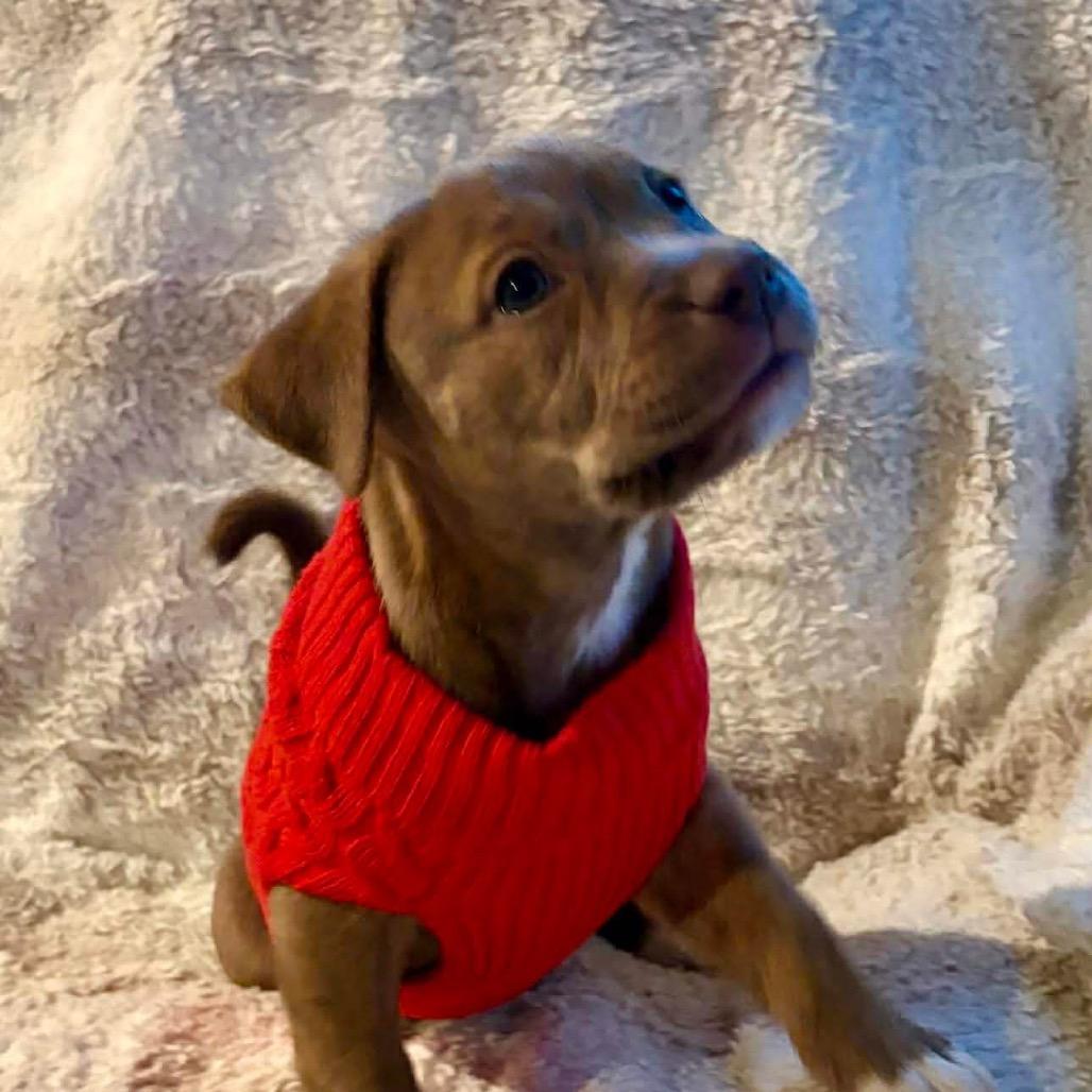 Bailey, a Adoptable mixed breed in Overland Park, KS image 5/6