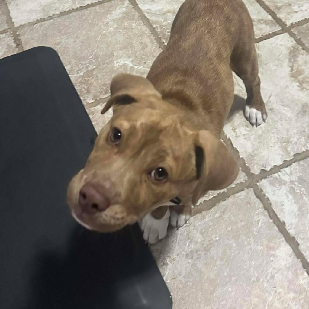 Enlarge Bailey, a Adoptable mixed breed in Overland Park, KS image 6/6