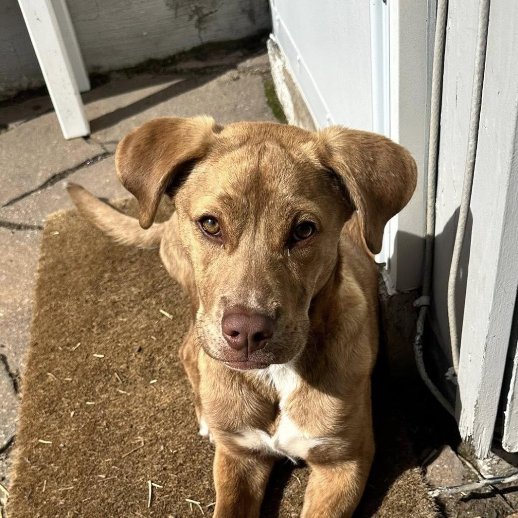 Enlarge Bailey, a Adoptable mixed breed in Overland Park, KS image 4/4