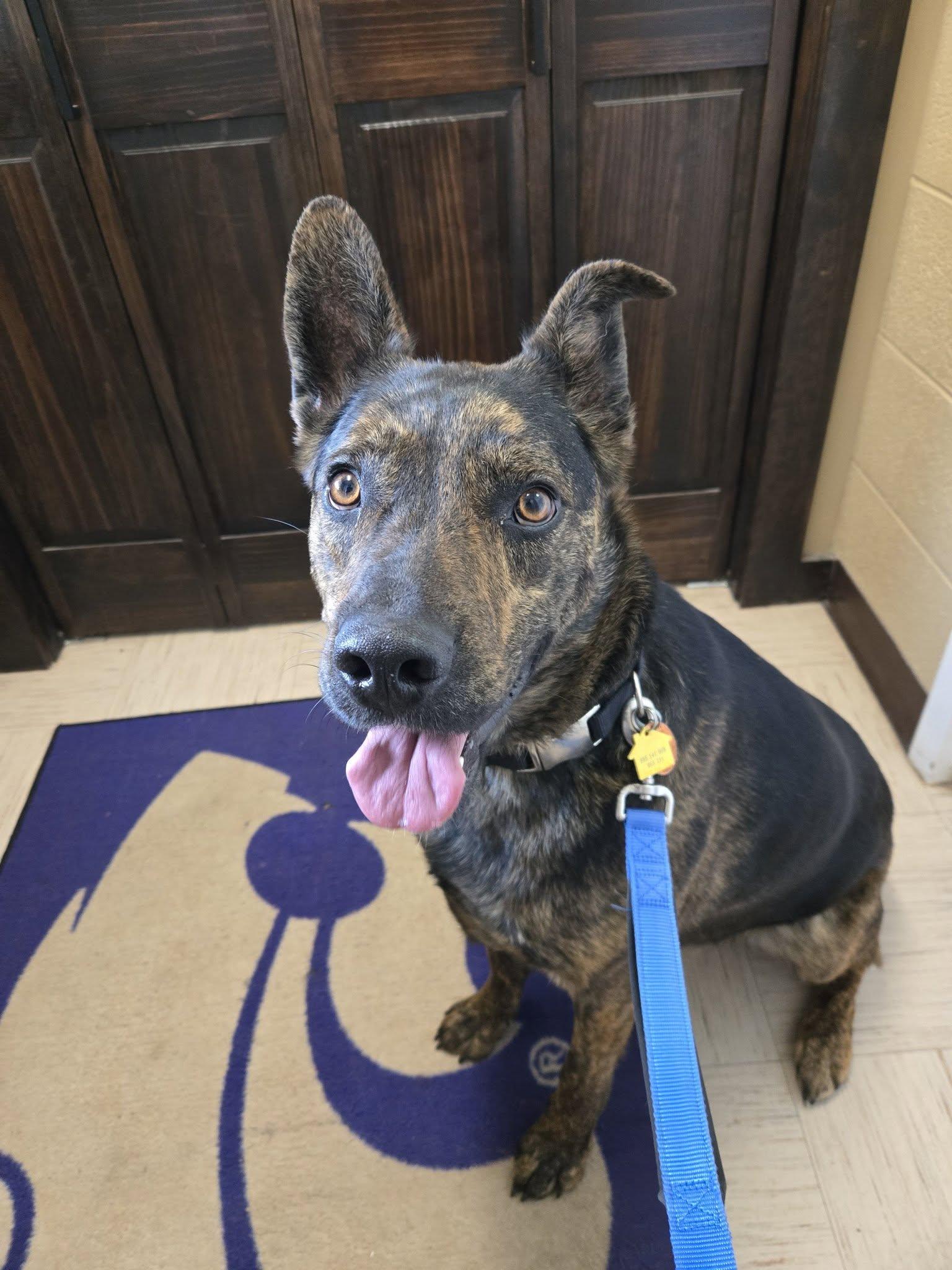 Diogee, ADOPTABLE, Adult Male German Shepherd Dog.