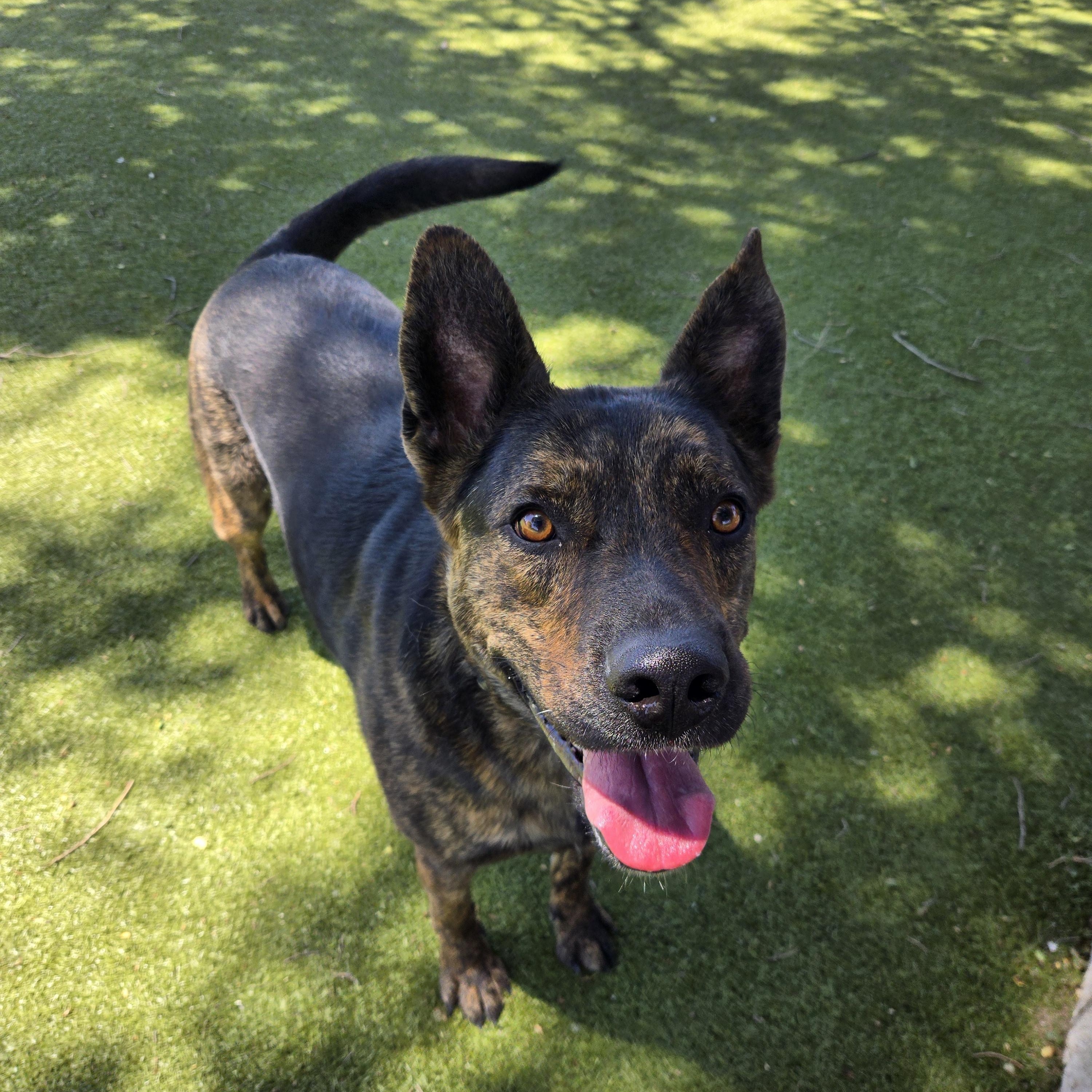 Diogee, a ADOPTABLE mixed breed in Sterling, KS image 2/2