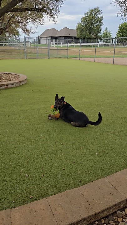Enlarge Diogee, a ADOPTABLE mixed breed in Sterling, KS video 3/3