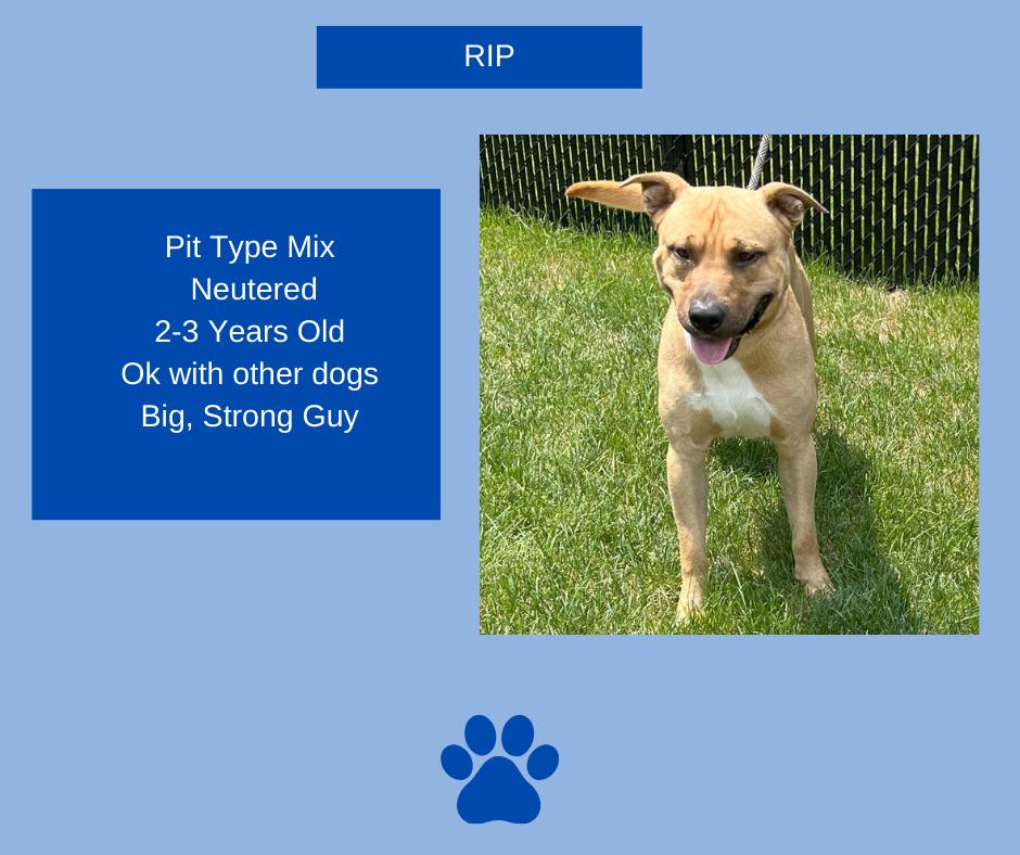 Rip, ADOPTABLE, Adult Male Pit Bull Terrier & American Bully.