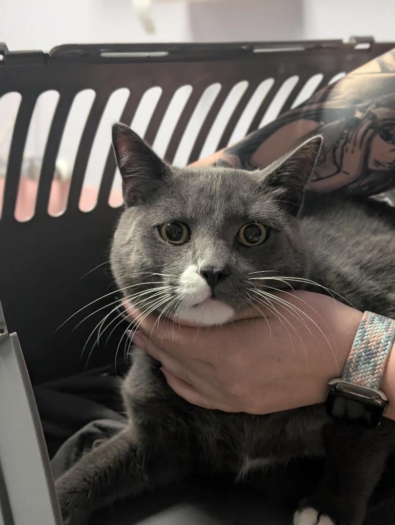 Timberlake, Adoptable, Young Male Domestic Short Hair.