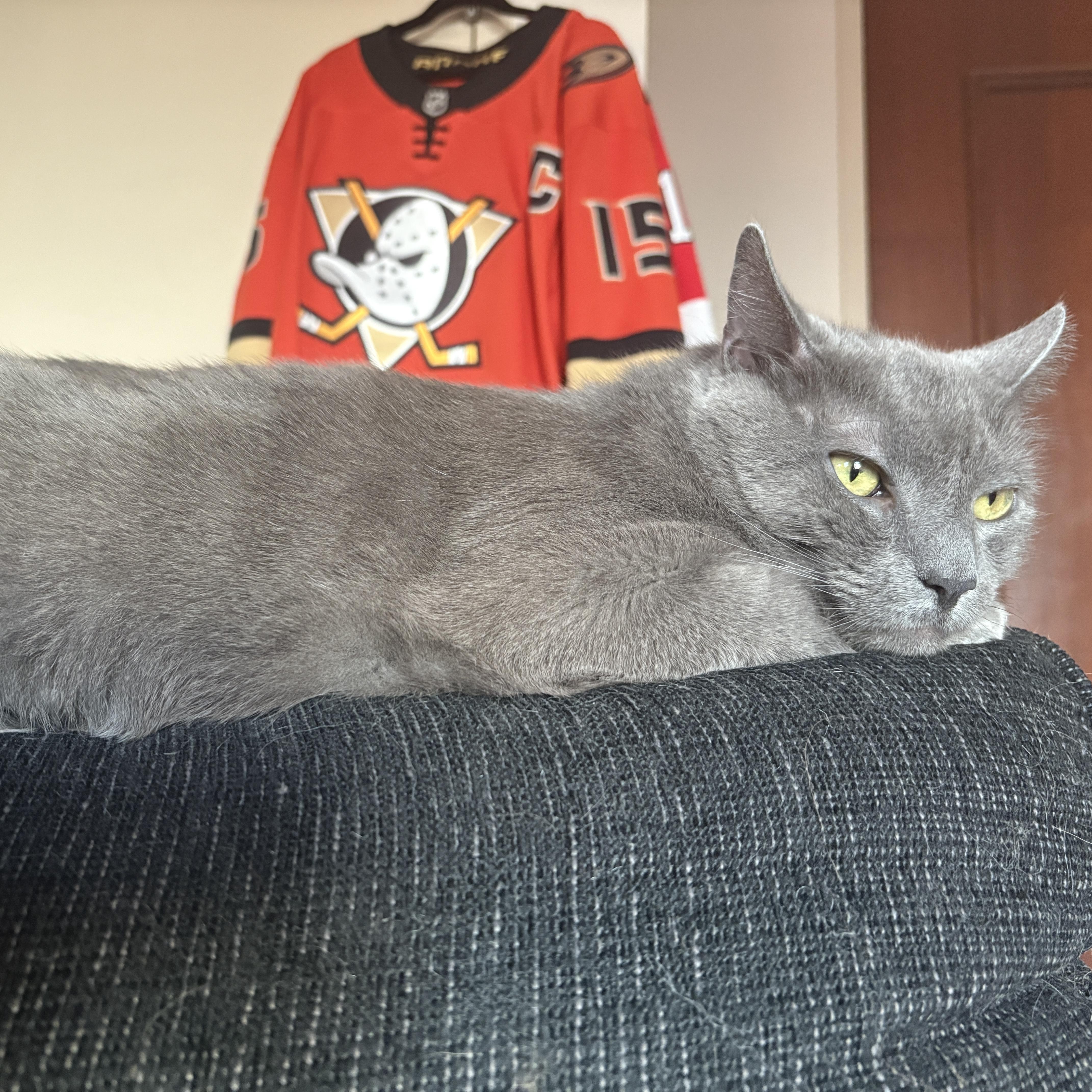 Enlarge Jayce, a Adopted Domestic Short Hair in Bayonne, NJ image 1/3