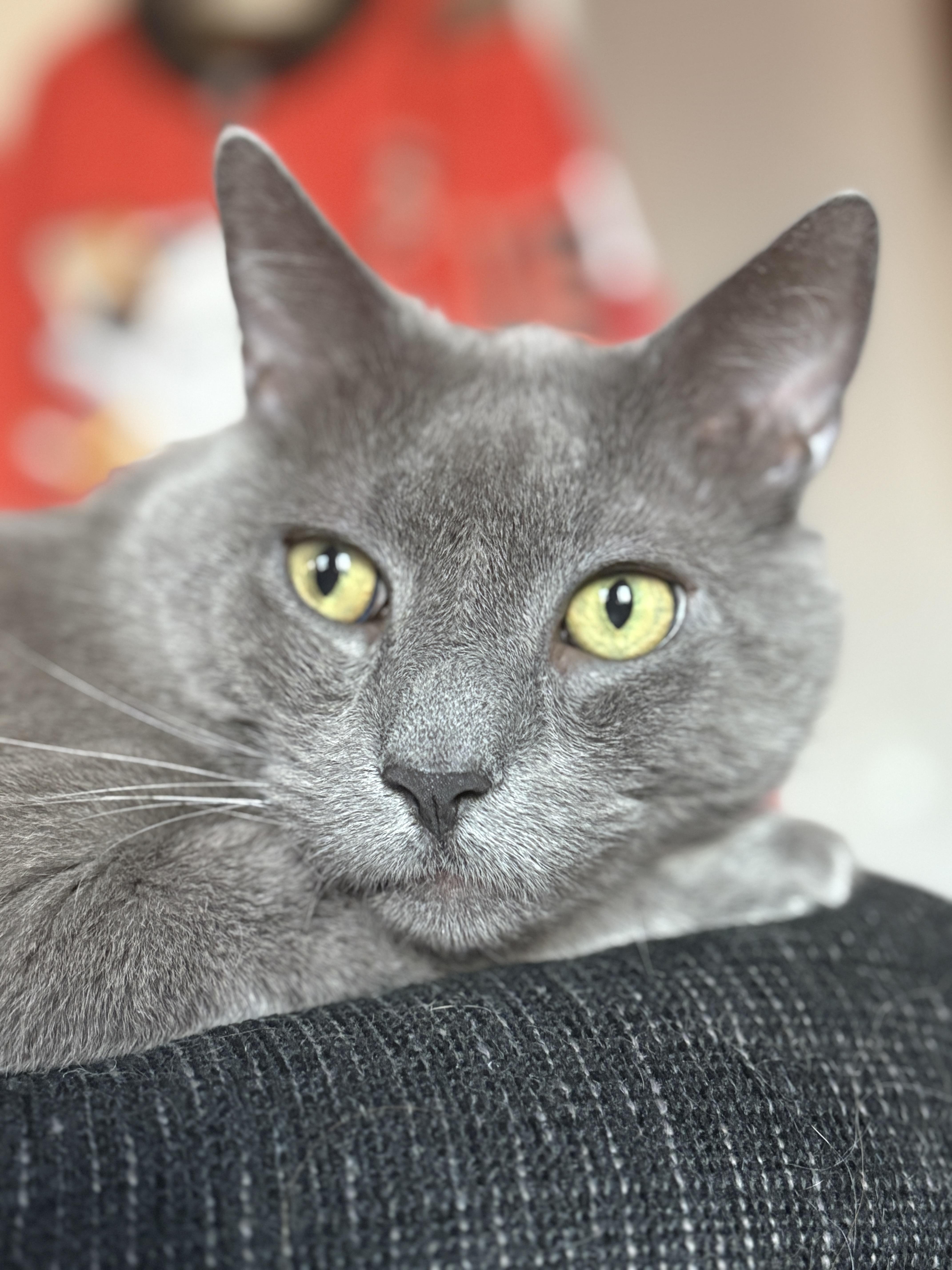 Enlarge Jayce, a Adopted Domestic Short Hair in Bayonne, NJ image 2/3