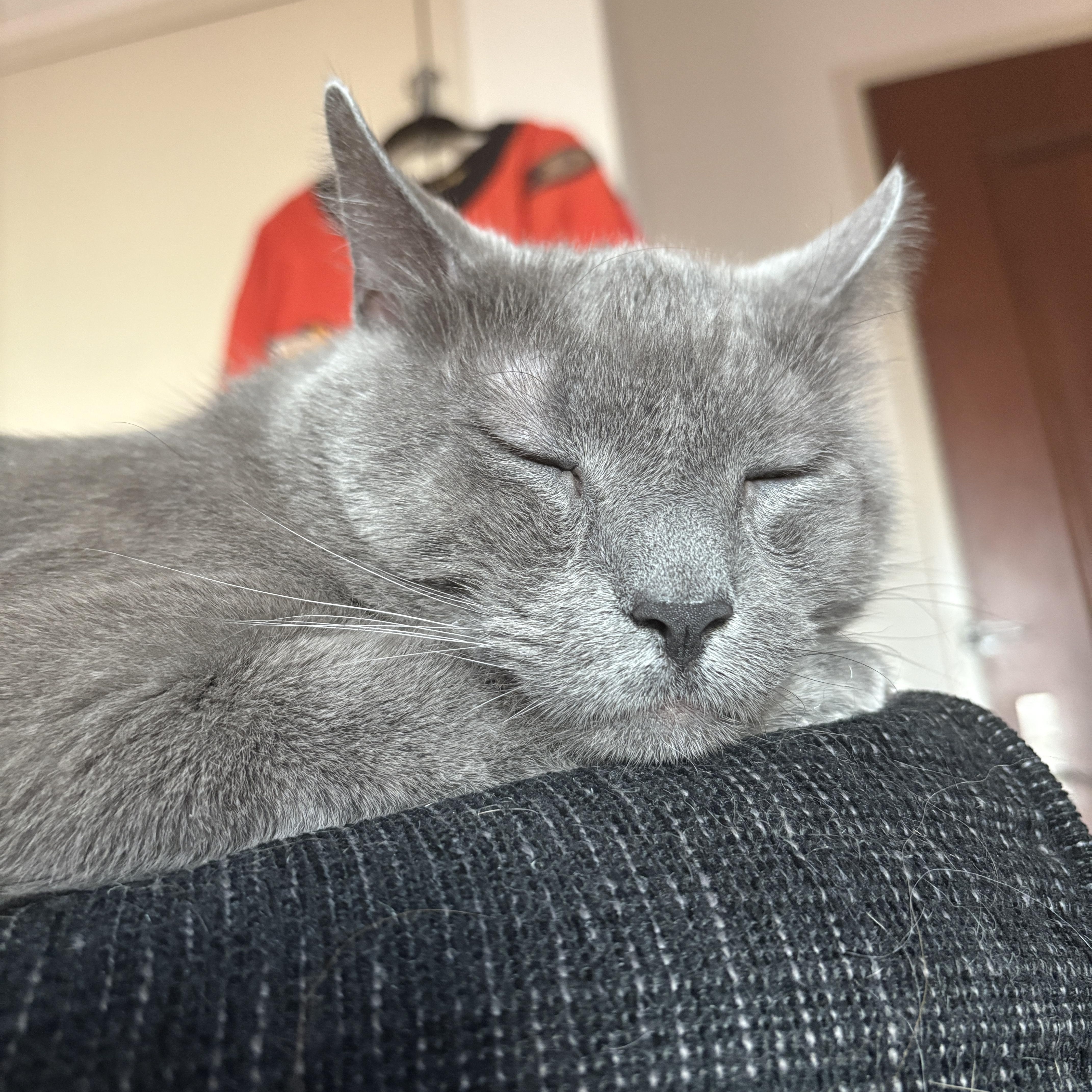 Enlarge Jayce, a Adopted Domestic Short Hair in Bayonne, NJ image 3/3