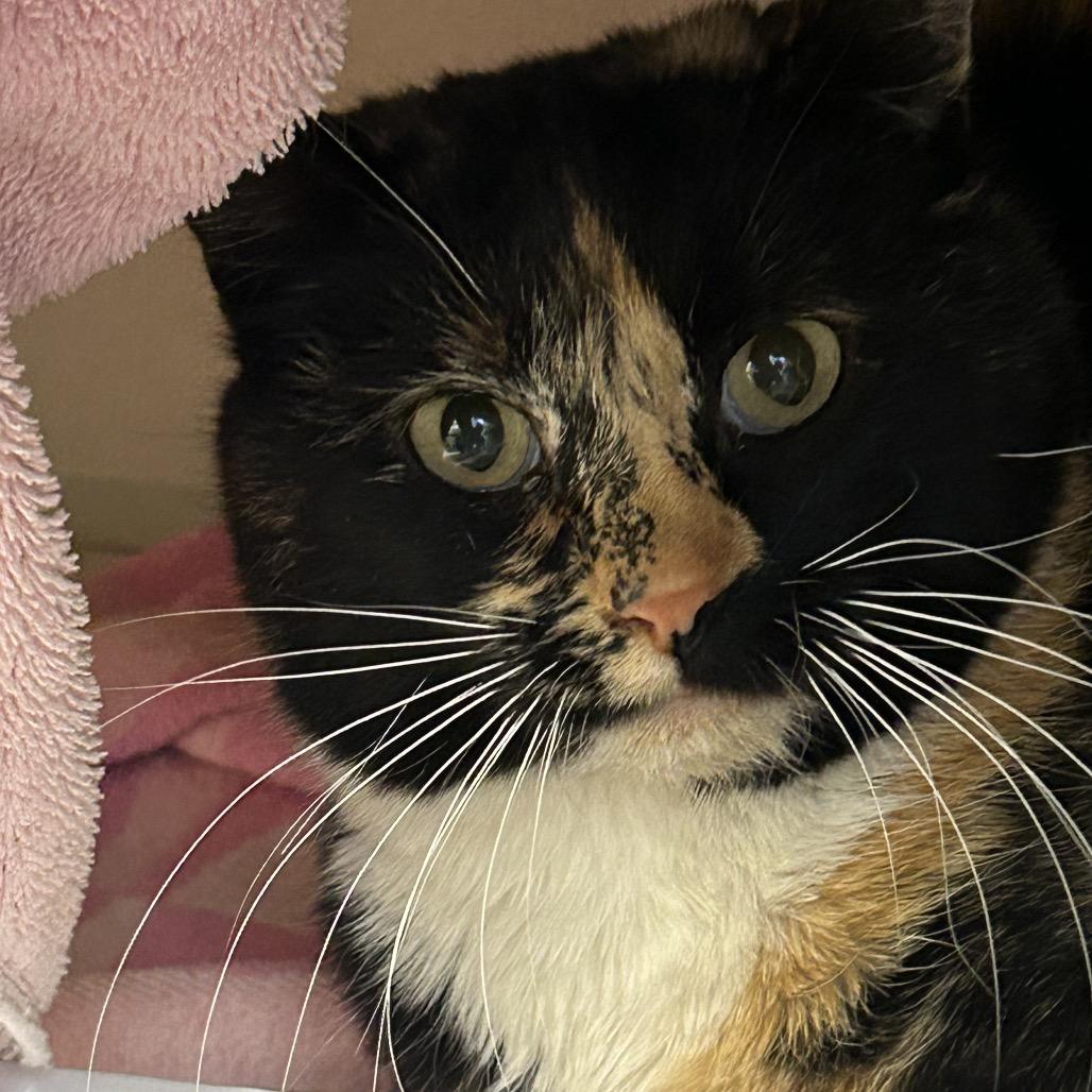 Pajama Momma, a Adoptable Domestic Short Hair in Wheeling, IL image 1/5