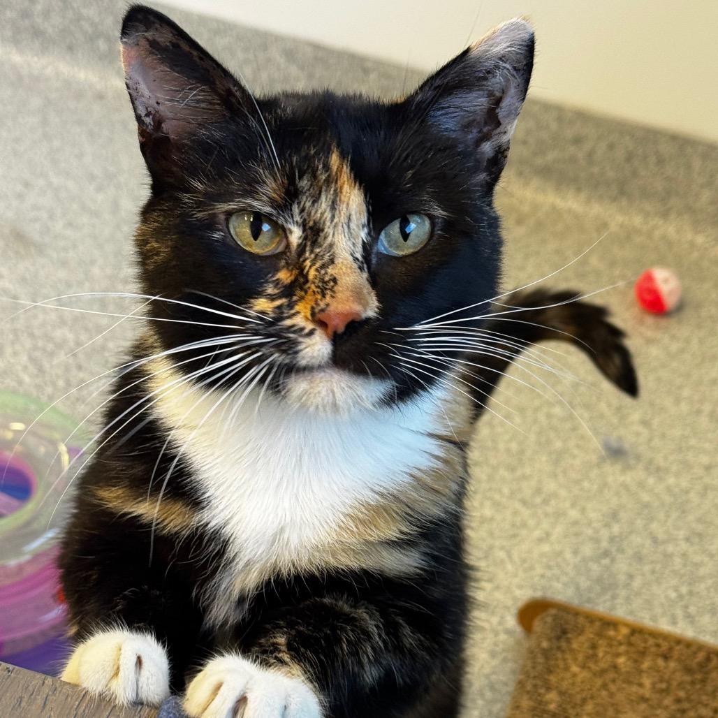 Pajama Momma, a Adoptable Domestic Short Hair in Wheeling, IL image 2/5