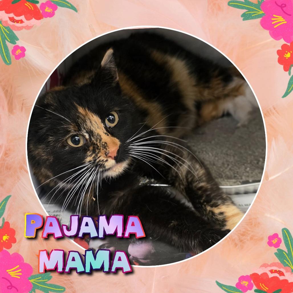 Pajama Momma, a Adoptable Domestic Short Hair in Wheeling, IL image 3/5