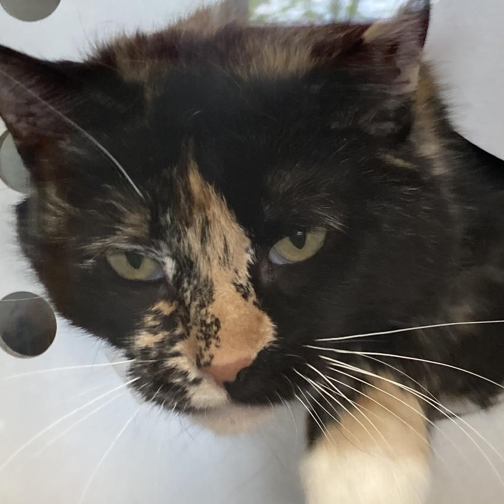 Pajama Momma, a Adoptable Domestic Short Hair in Wheeling, IL image 4/5