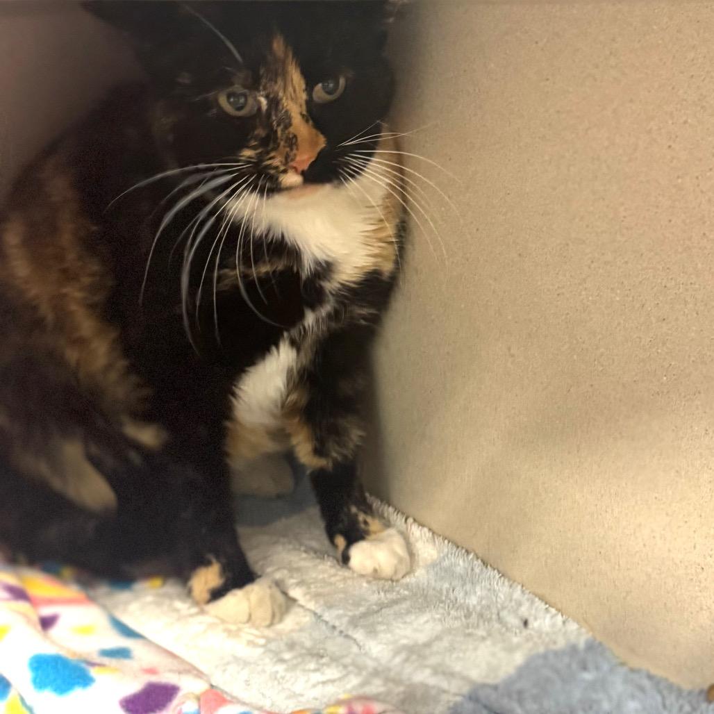Pajama Momma, a Adoptable Domestic Short Hair in Wheeling, IL image 5/5