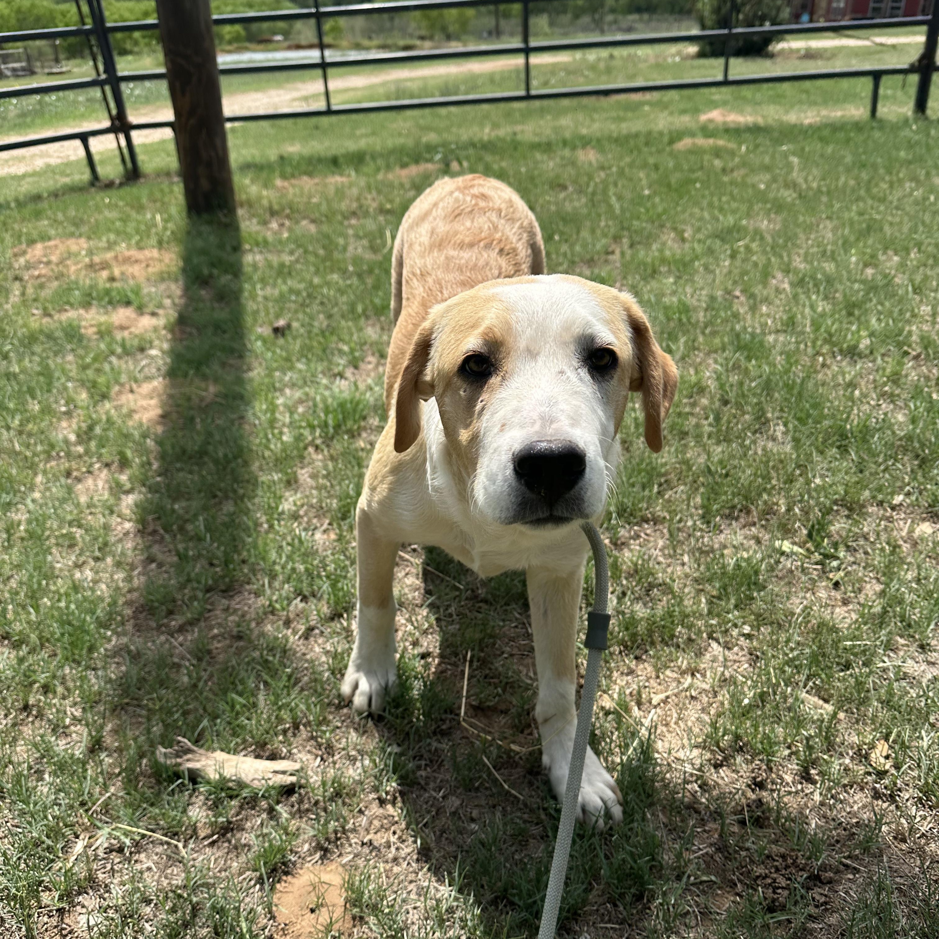 Enlarge Cedric, a Adoptable mixed breed in Seguin, TX image 1/5
