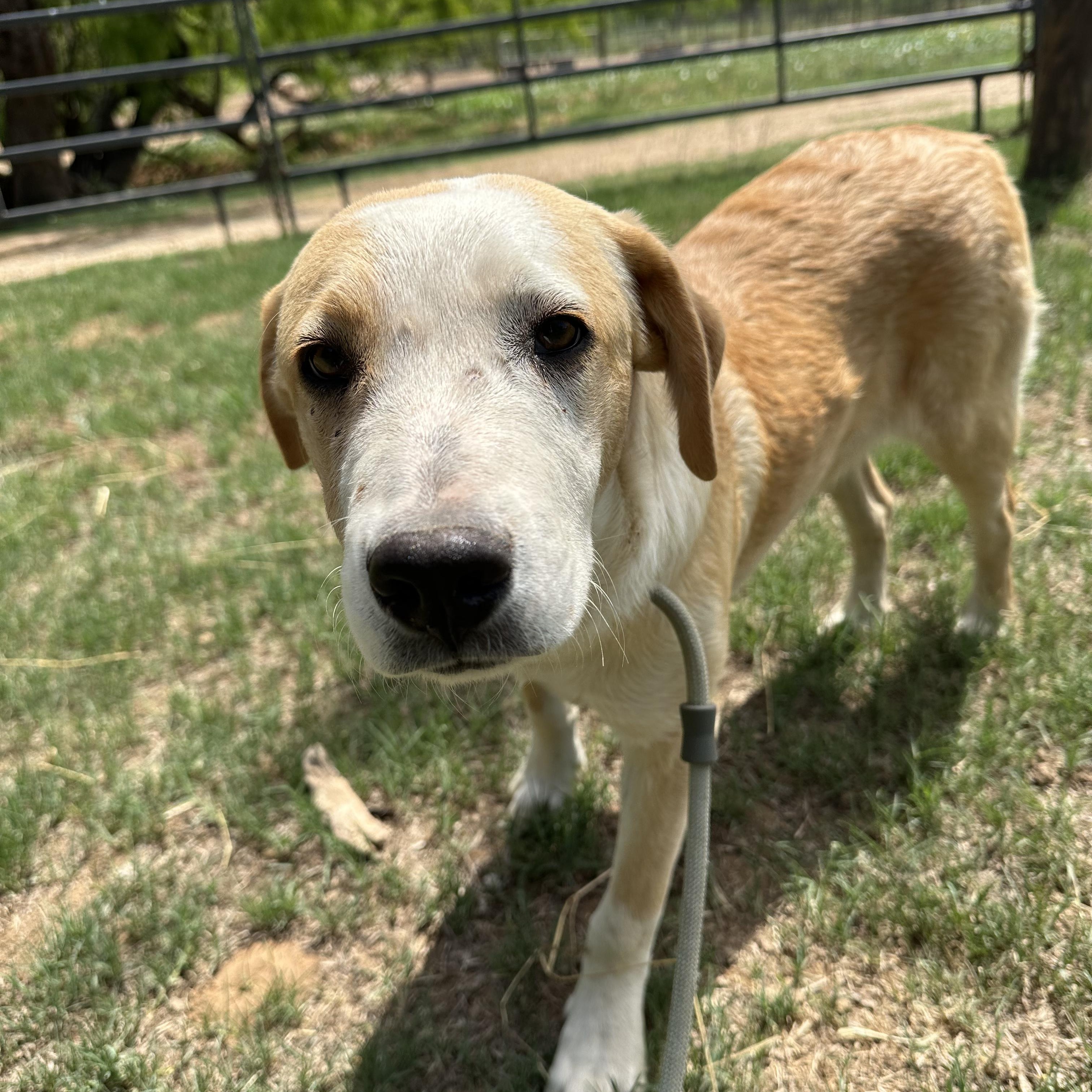 Cedric, Adoptable, Young Male Cattle Dog.