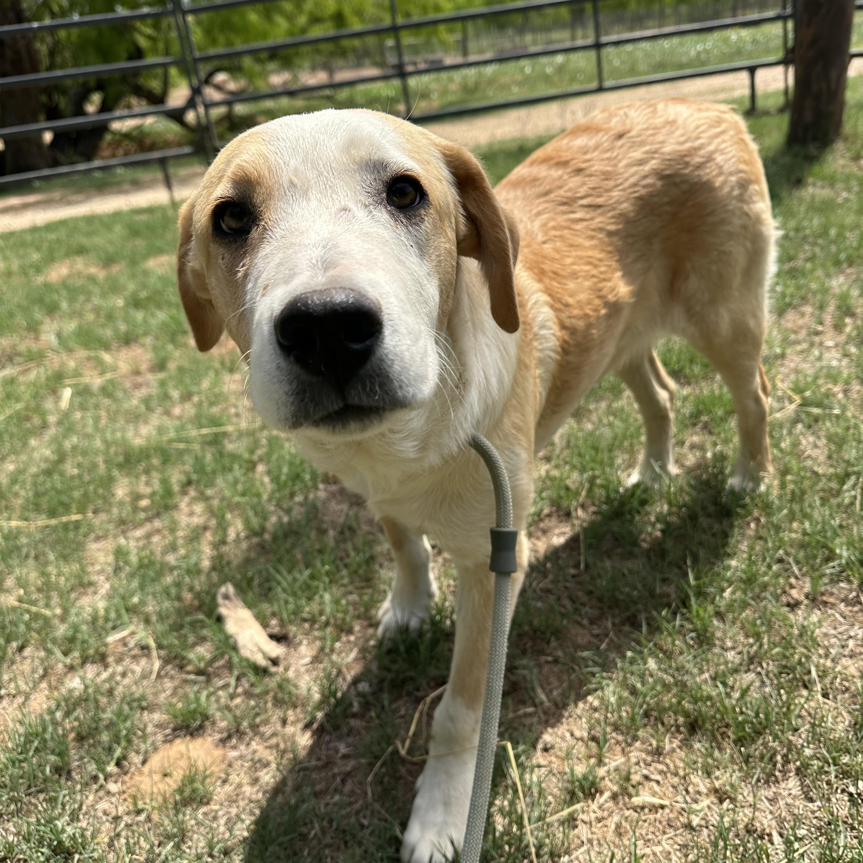Enlarge Cedric, a Adoptable mixed breed in Seguin, TX image 3/5