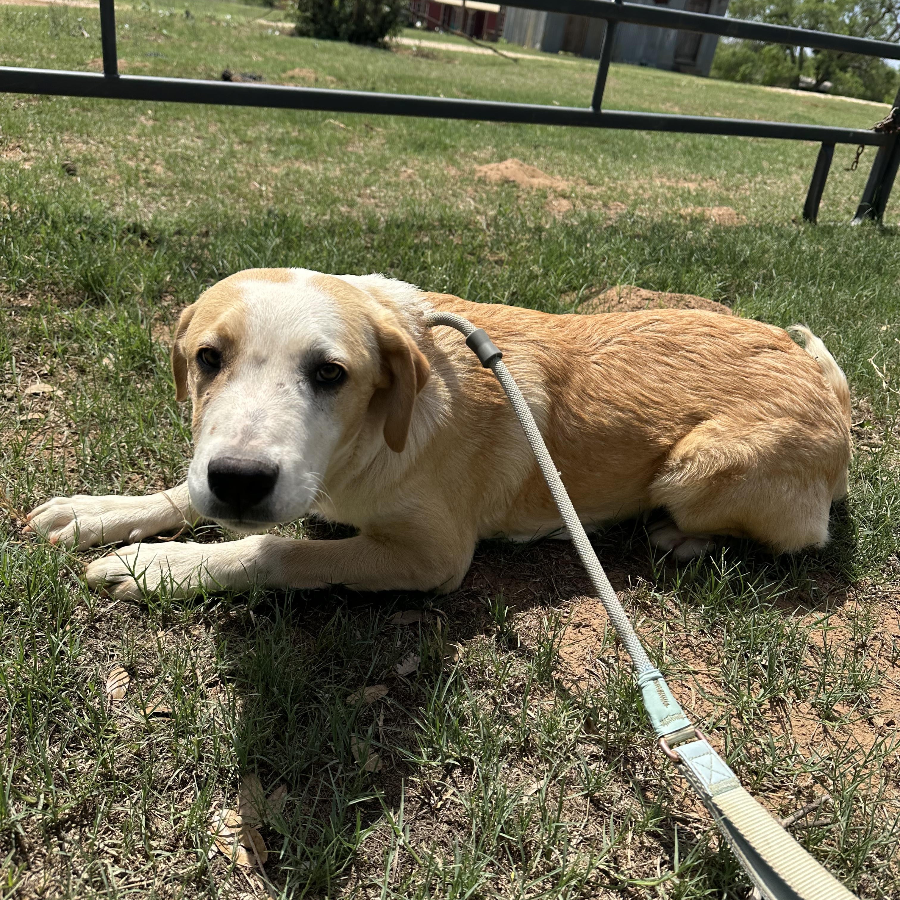 Enlarge Cedric, a Adoptable mixed breed in Seguin, TX image 4/5