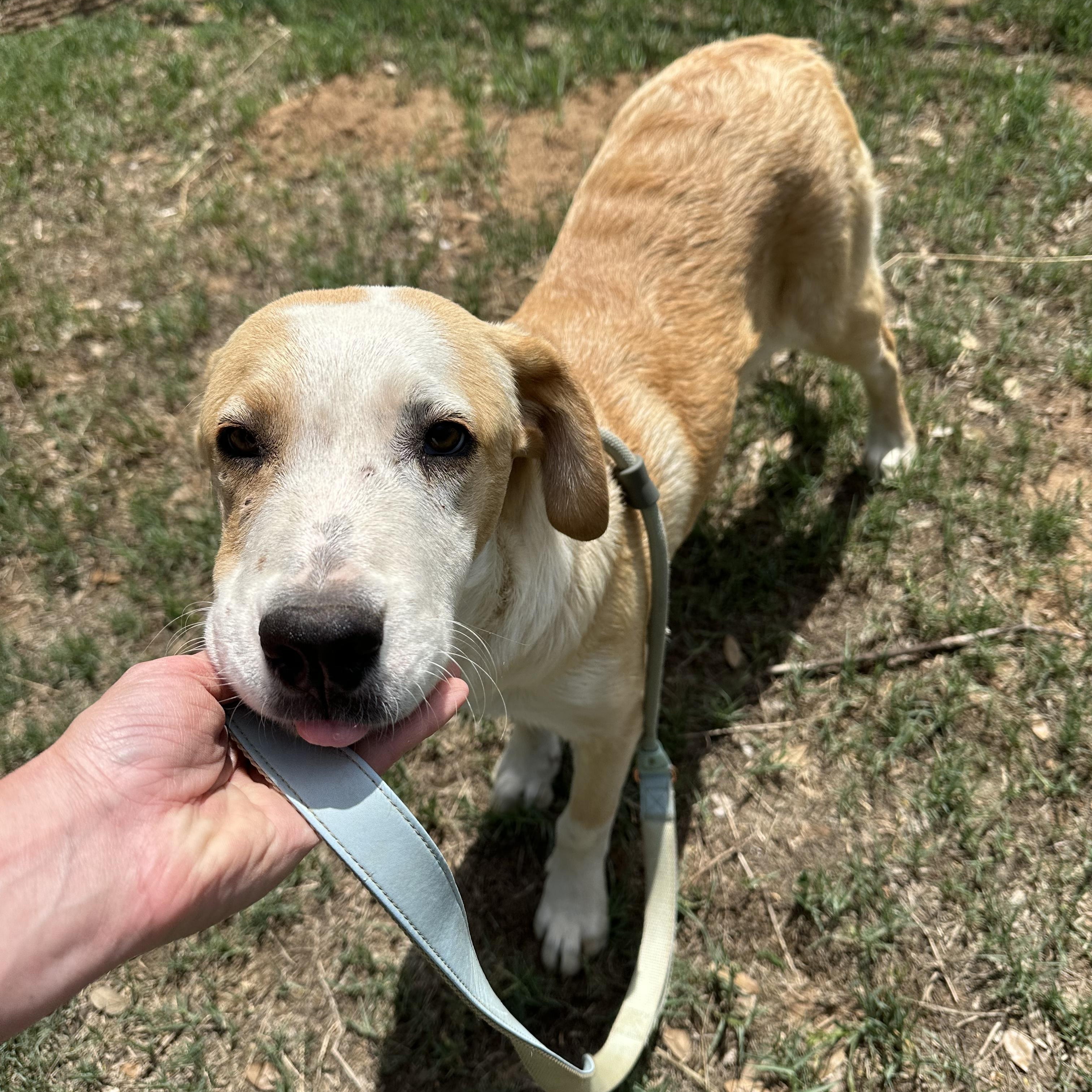 Enlarge Cedric, a Adoptable mixed breed in Seguin, TX image 5/5