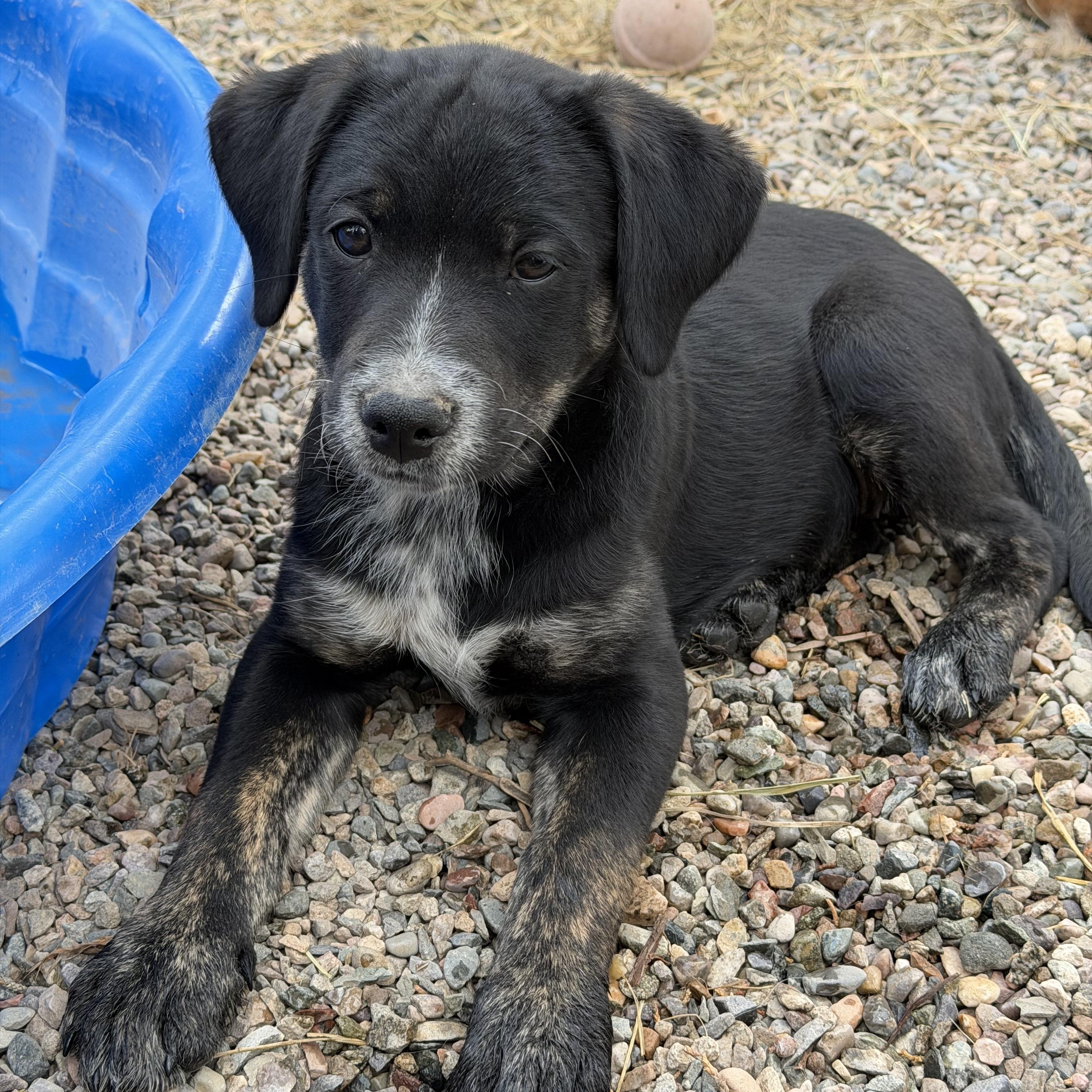 Enlarge Onyx, a Adoptable mixed breed in Durango, CO image 2/4