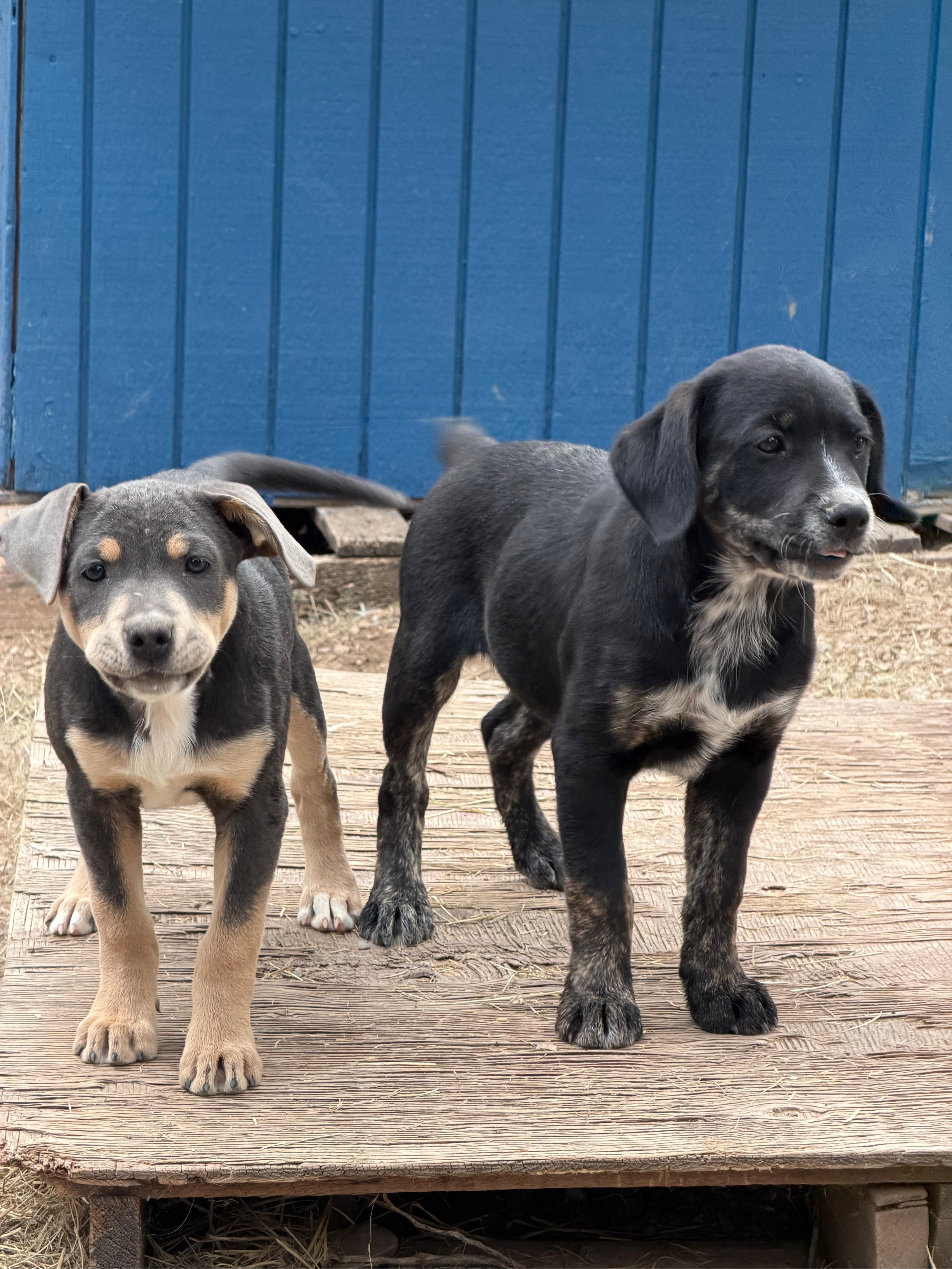 Enlarge Onyx, a Adoptable mixed breed in Durango, CO image 4/4