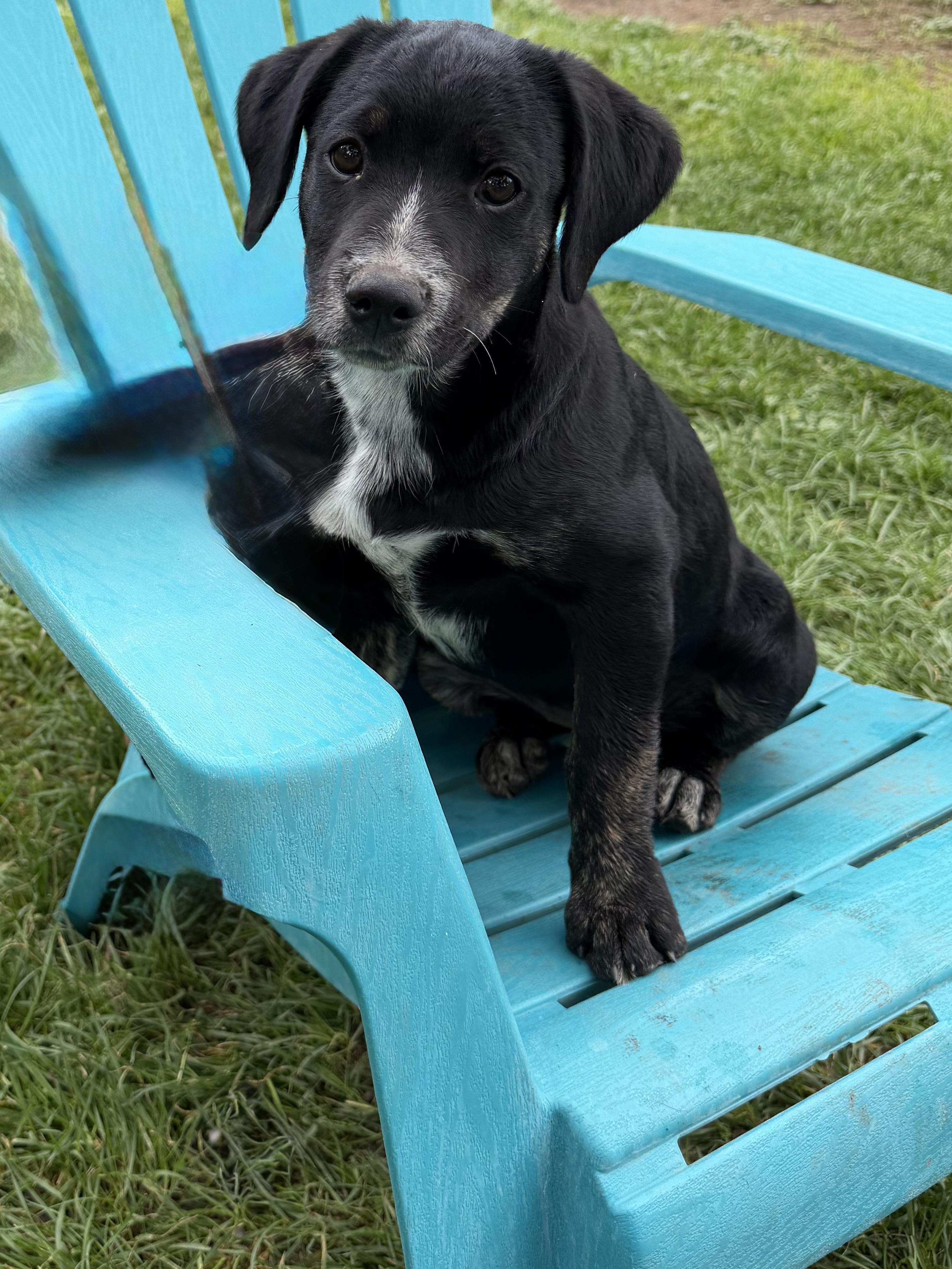 Enlarge Onyx, a Adoptable mixed breed in Durango, CO image 1/4