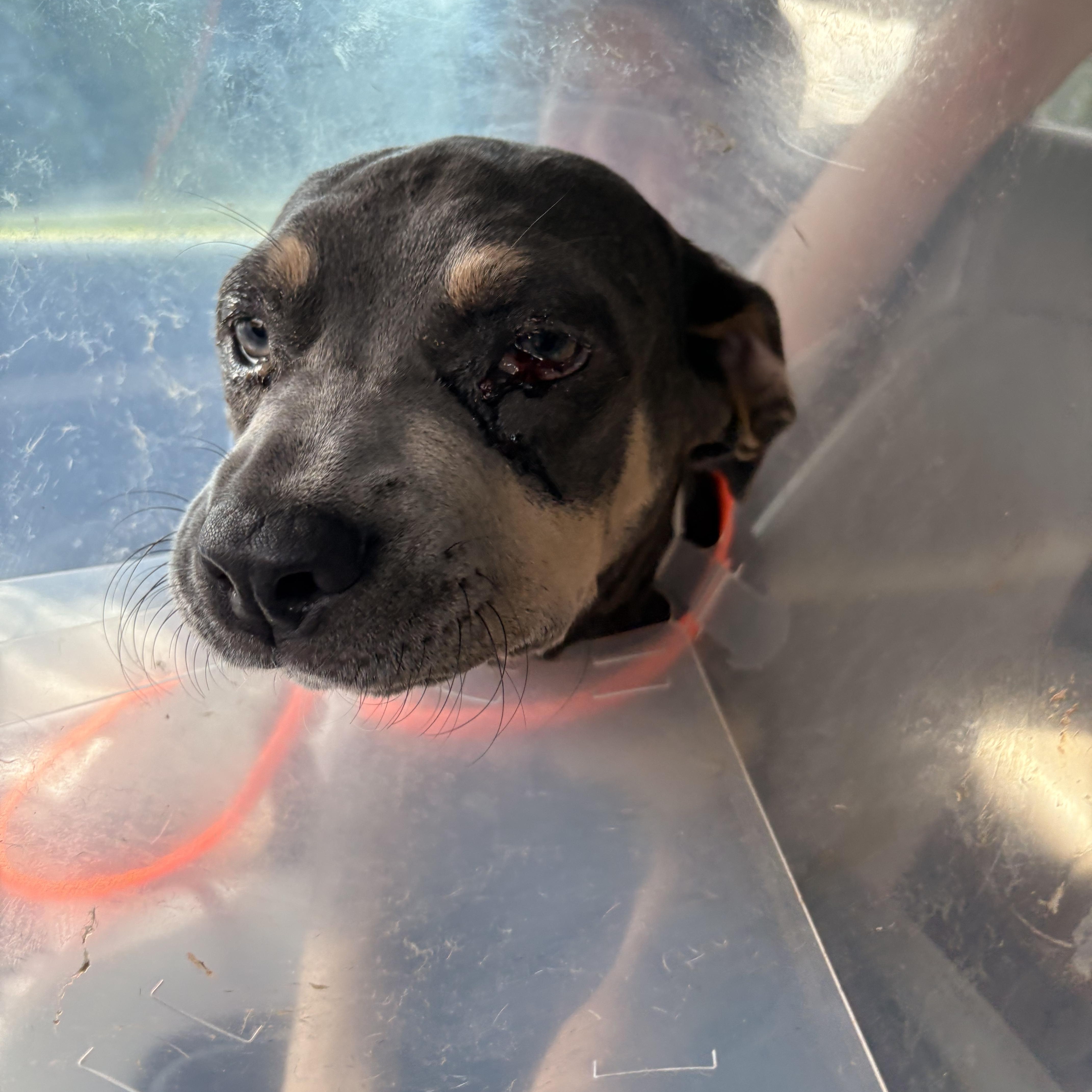 Luna, adoptable, Puppy Female American Bulldog.