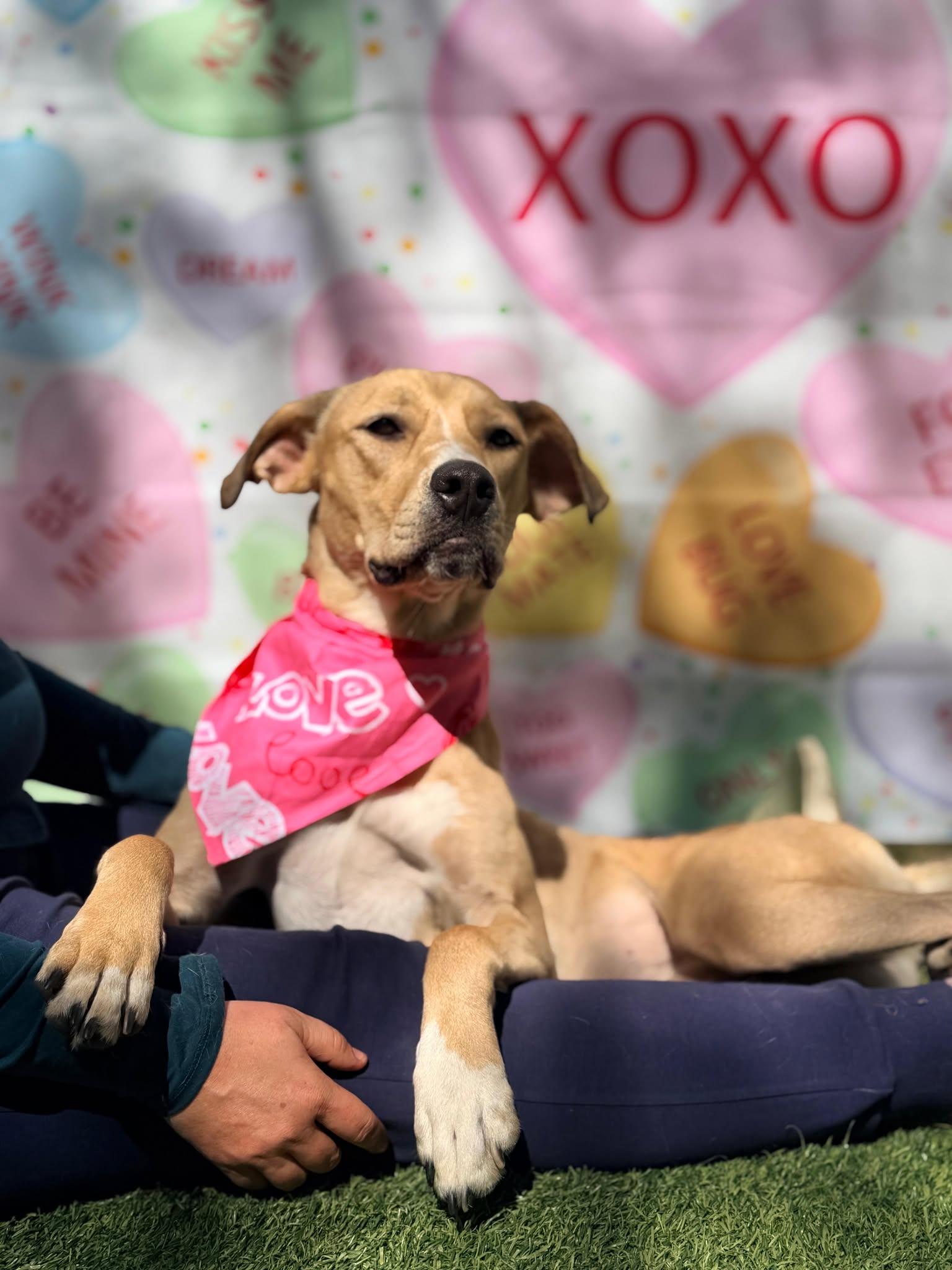 Enlarge Boston, a Adopted Yellow Labrador Retriever in Pompano Beach, FL image 2/3