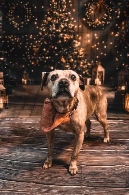 Enlarge Zoe, a Adoptable Mixed Breed in Vincennes, IN image 1/1