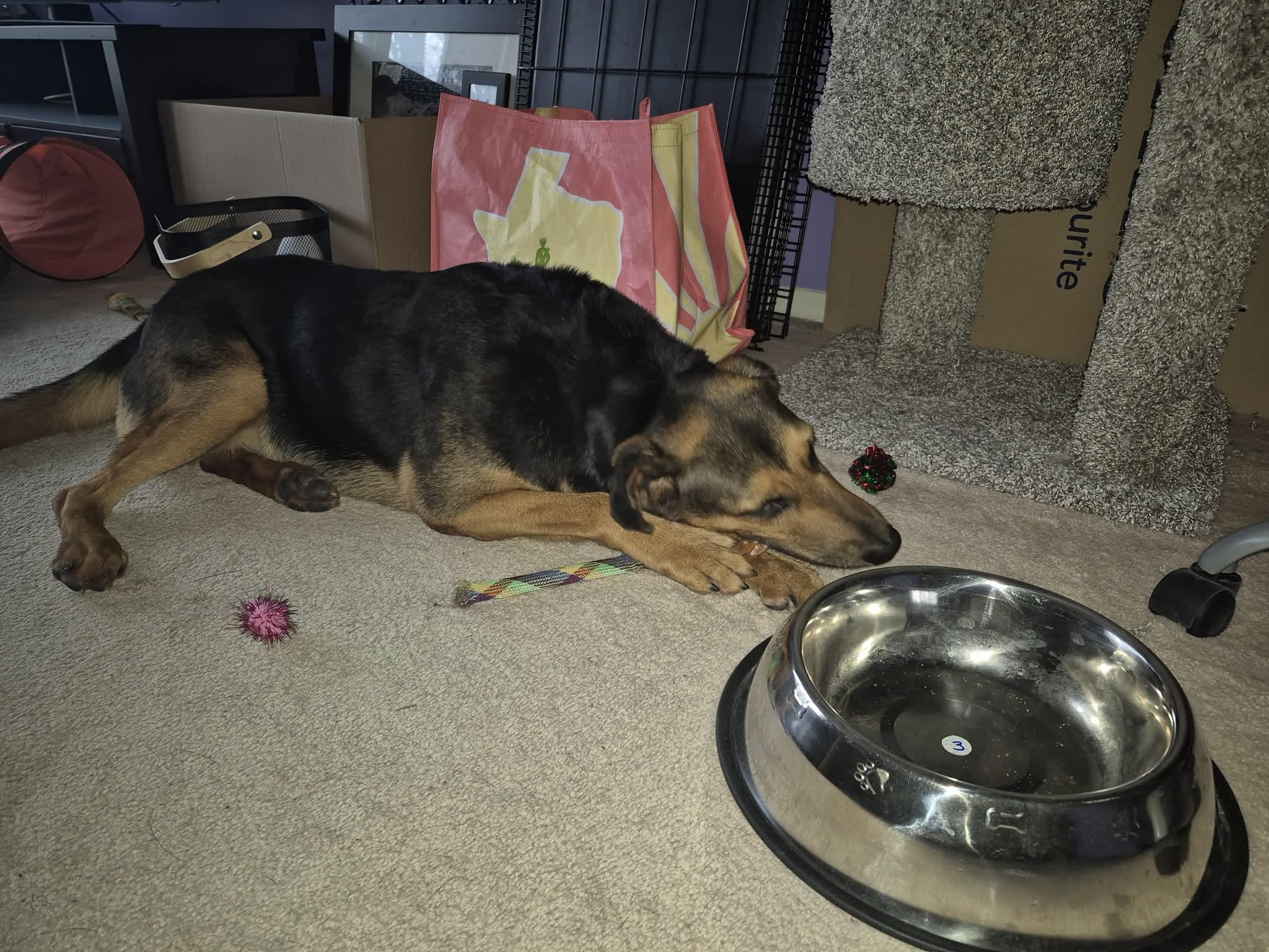 Enlarge Clover, a ADOPTABLE mixed breed in St Catharines, ON image 3/5