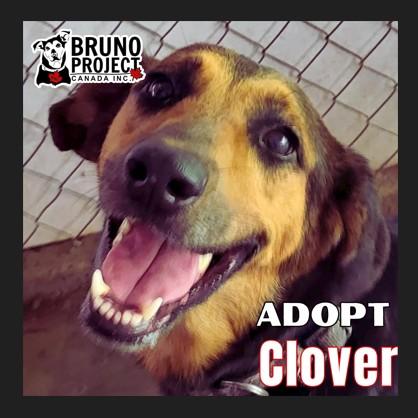 Clover, ADOPTABLE, Adult Female Mixed Breed.