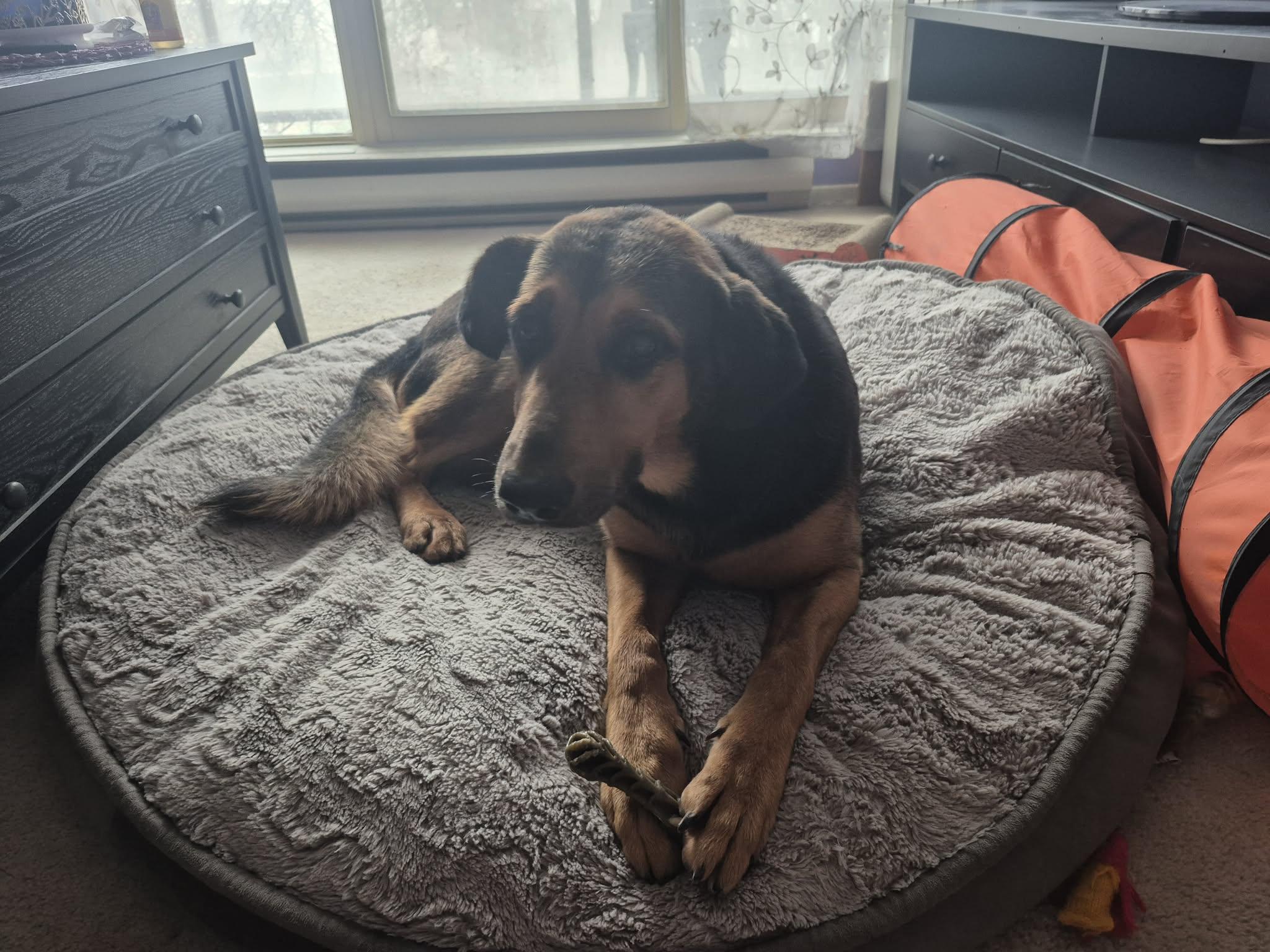 Enlarge Clover, a ADOPTABLE mixed breed in St Catharines, ON image 2/5