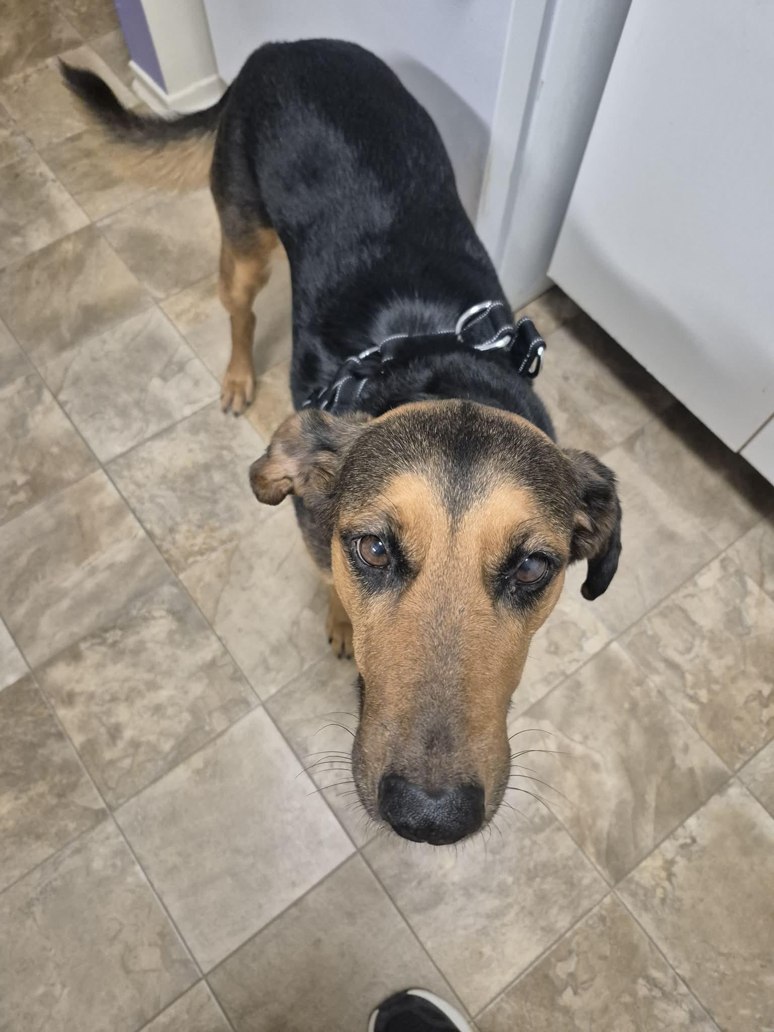 Enlarge Clover, a ADOPTABLE mixed breed in St Catharines, ON image 4/5