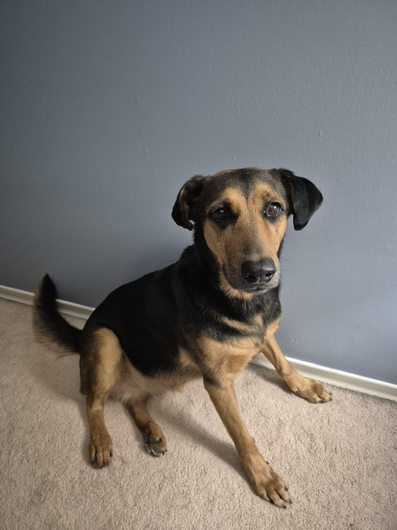 Enlarge Clover, a ADOPTABLE mixed breed in St Catharines, ON image 5/5