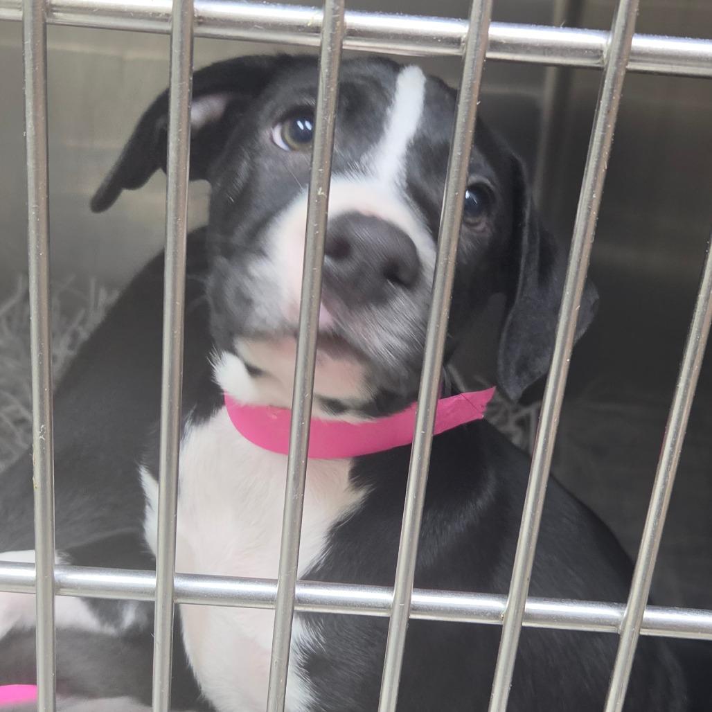 Jess, Adoptable, Puppy Female Border Collie.
