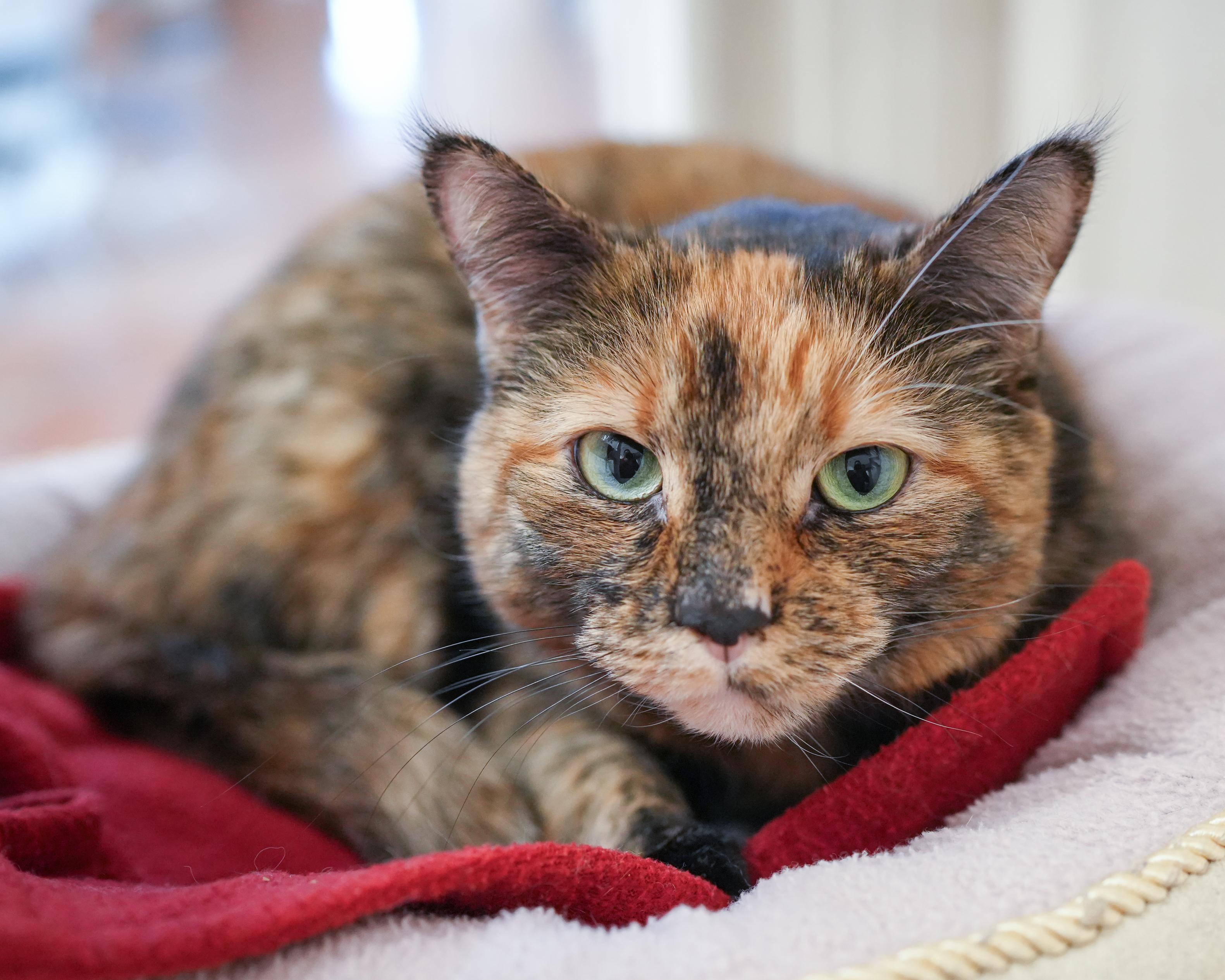 Jamie, ADOPTABLE, Adult Female Domestic Short Hair.