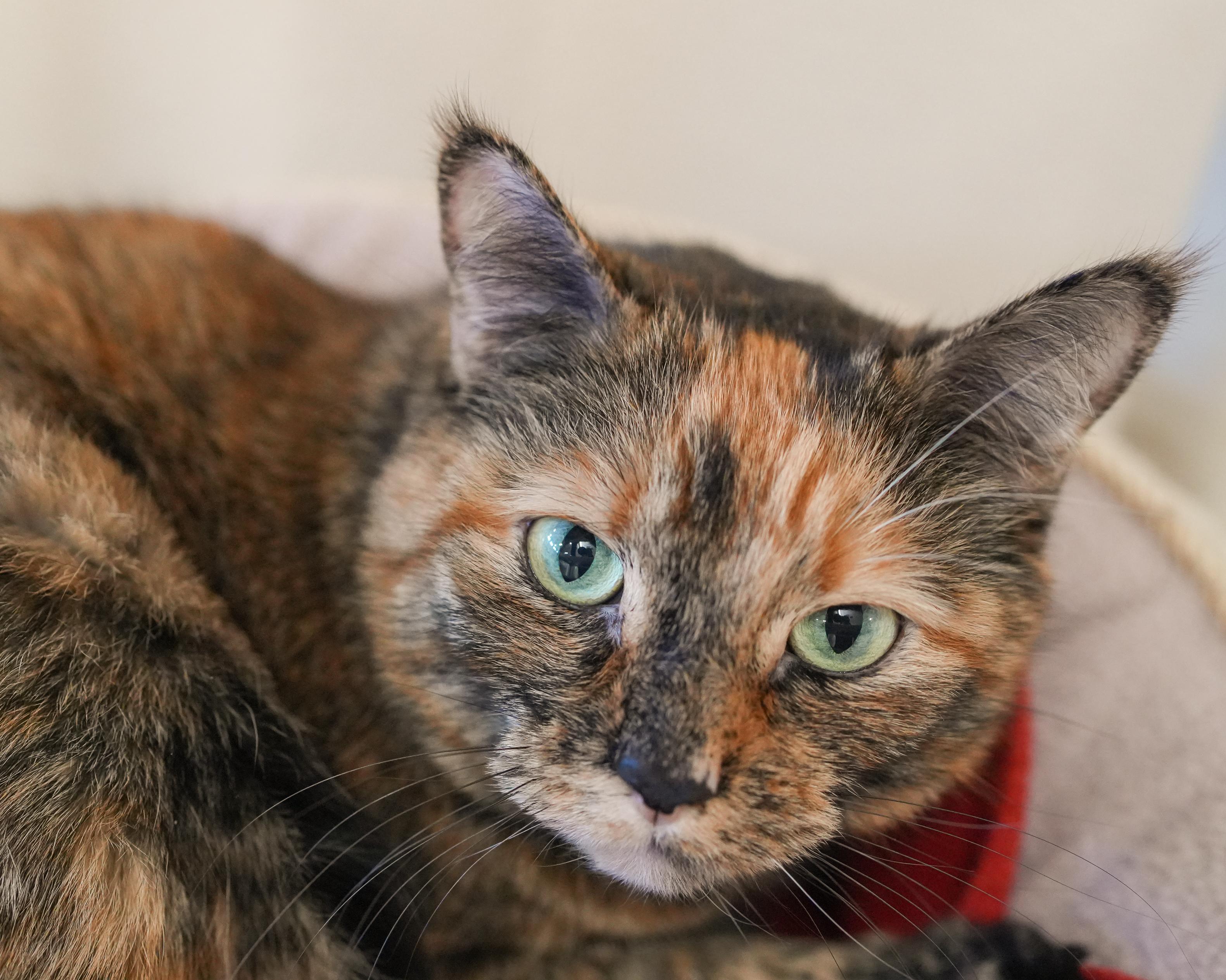 Jamie, a ADOPTABLE Domestic Short Hair in Boise, ID image 2/5