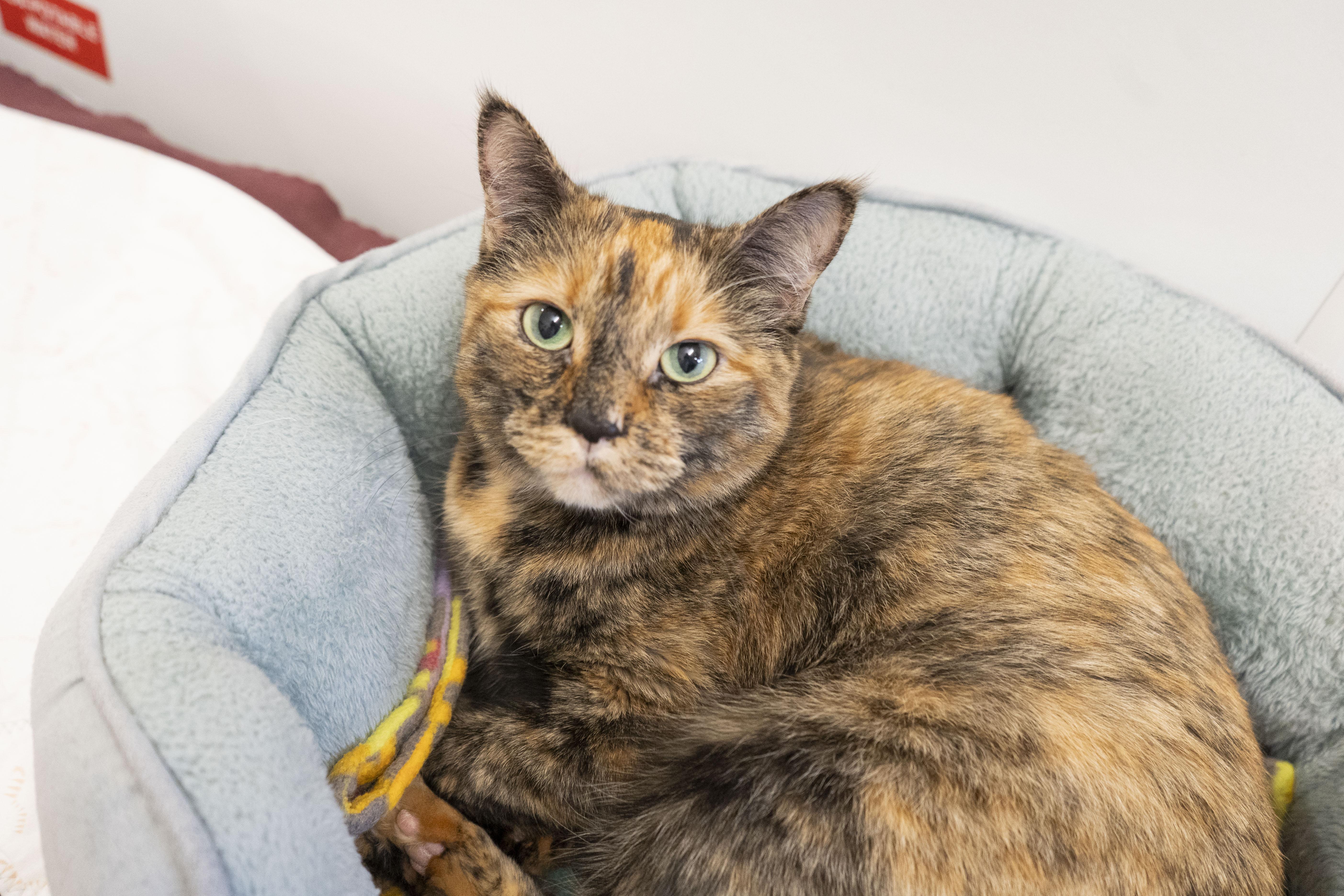 Jamie, a ADOPTABLE Domestic Short Hair in Boise, ID image 3/5