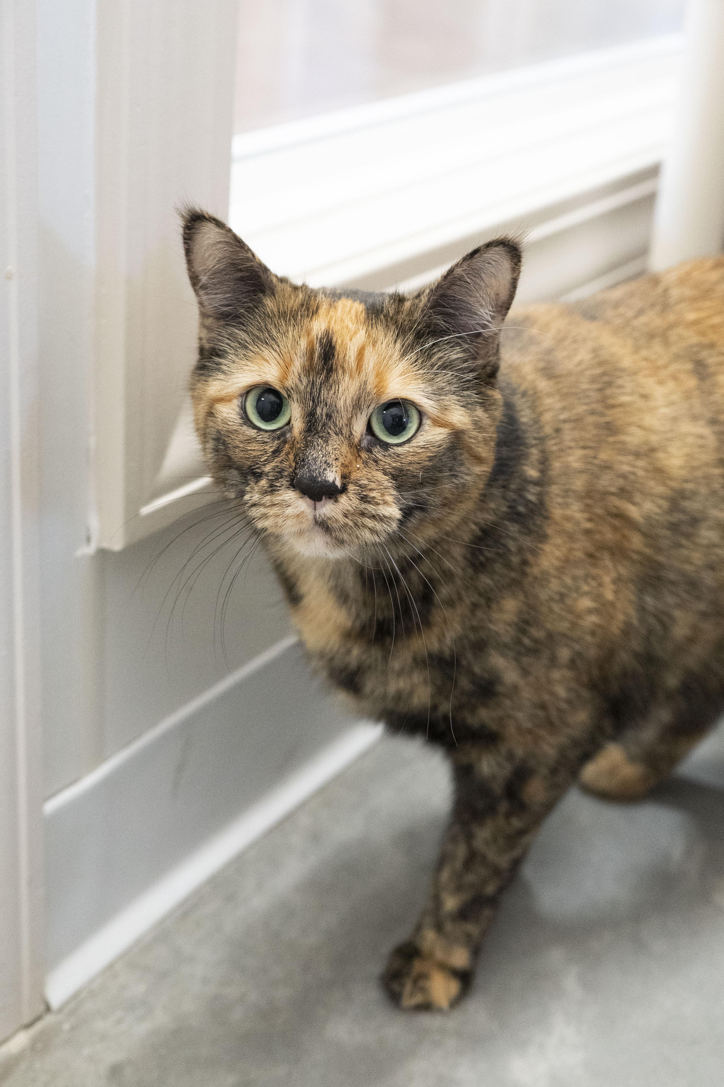 Jamie, a ADOPTABLE Domestic Short Hair in Boise, ID image 4/5