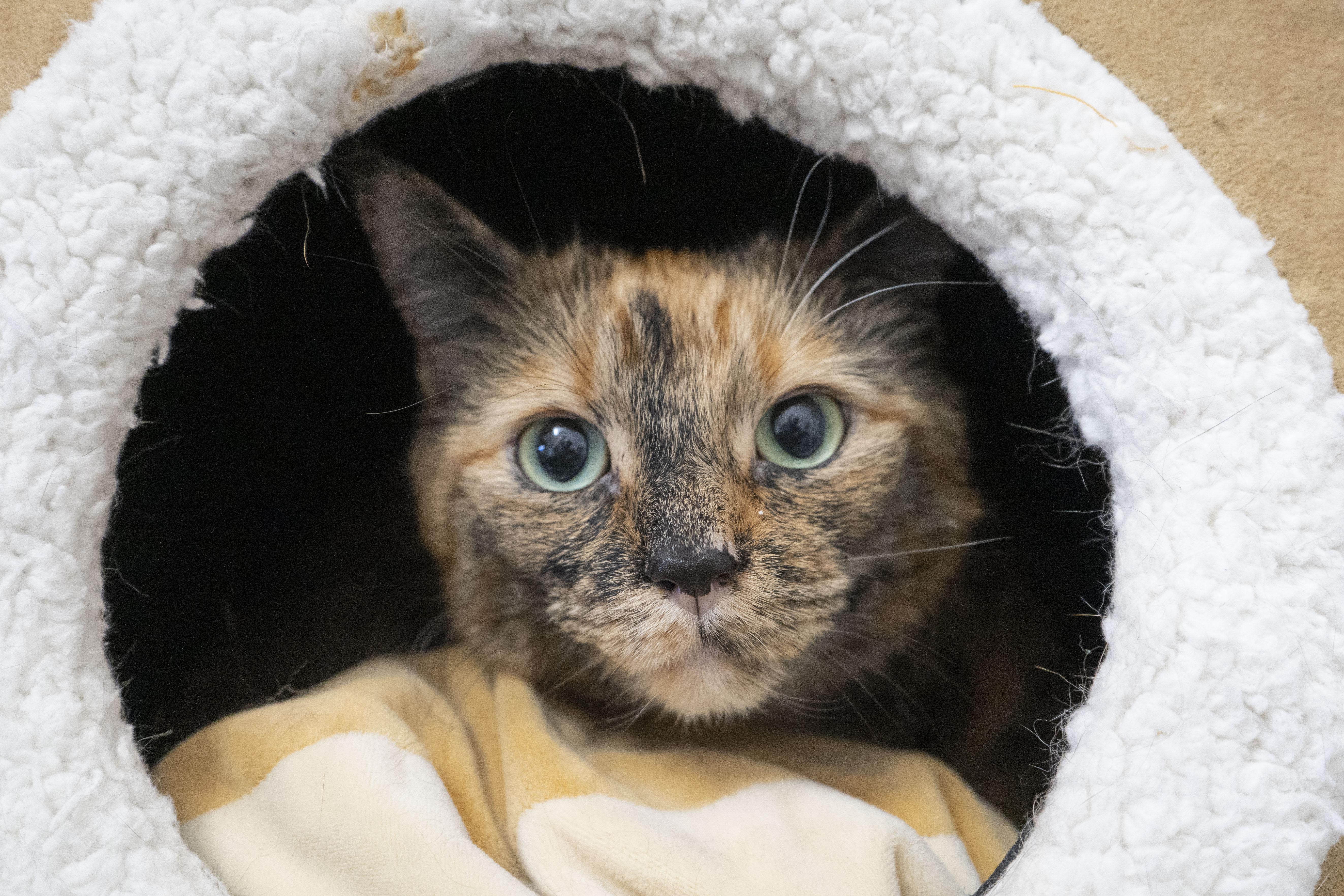 Jamie, a ADOPTABLE Domestic Short Hair in Boise, ID image 5/5