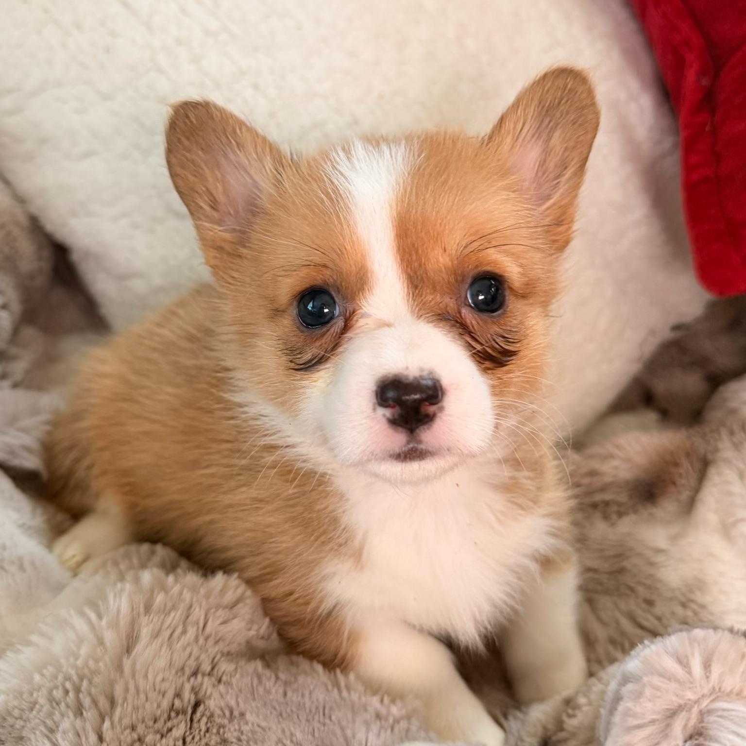 Brittney , ADOPTABLE, Puppy Female Corgi.