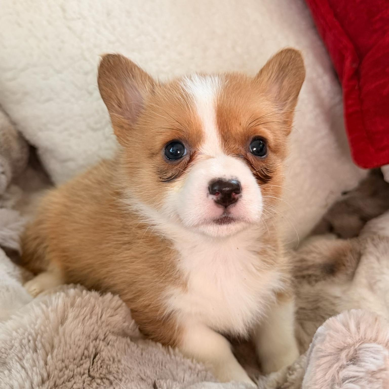 Enlarge Brittney , a ADOPTABLE Corgi in North Freedom, WI image 2/3