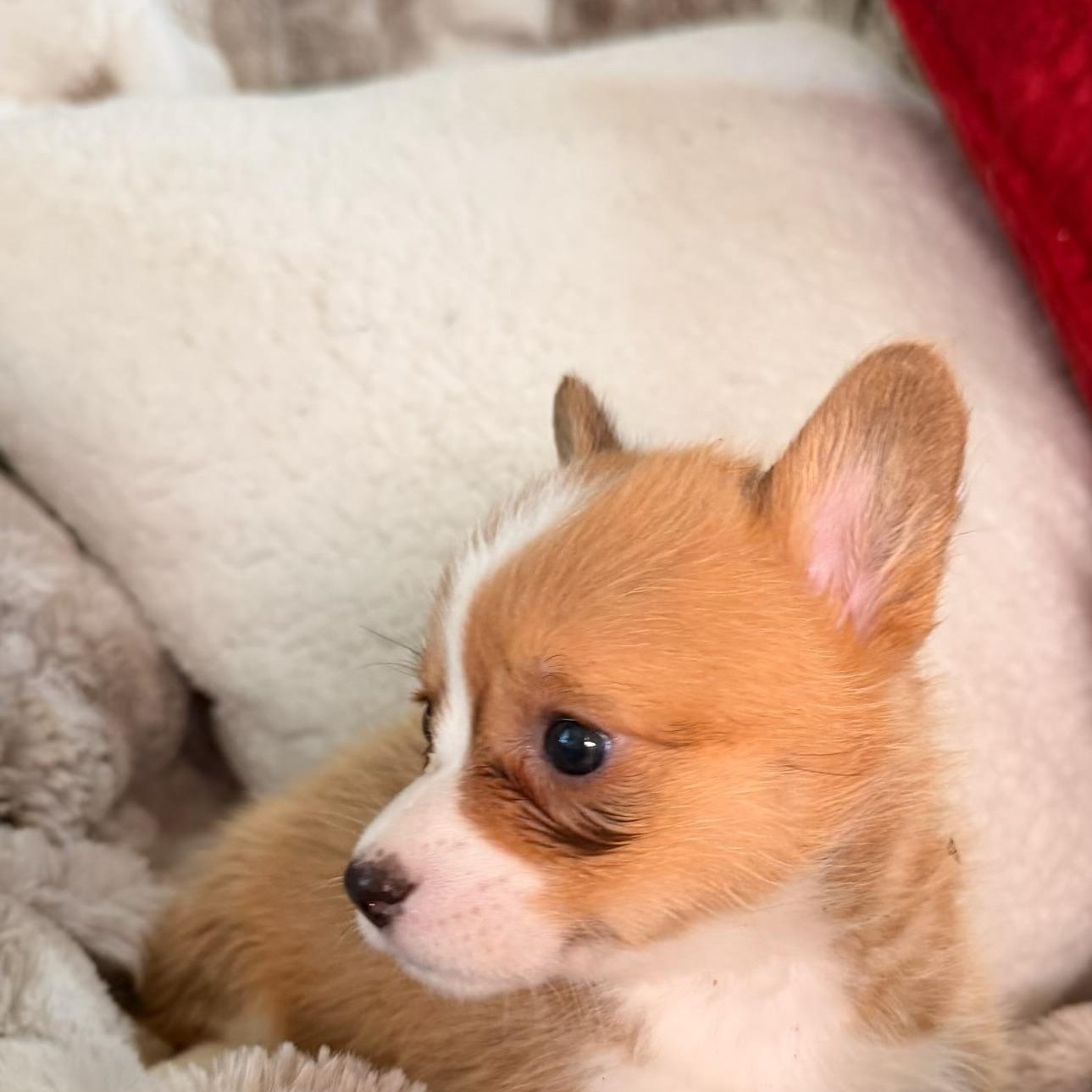 Enlarge Brittney , a ADOPTABLE Corgi in North Freedom, WI image 3/3