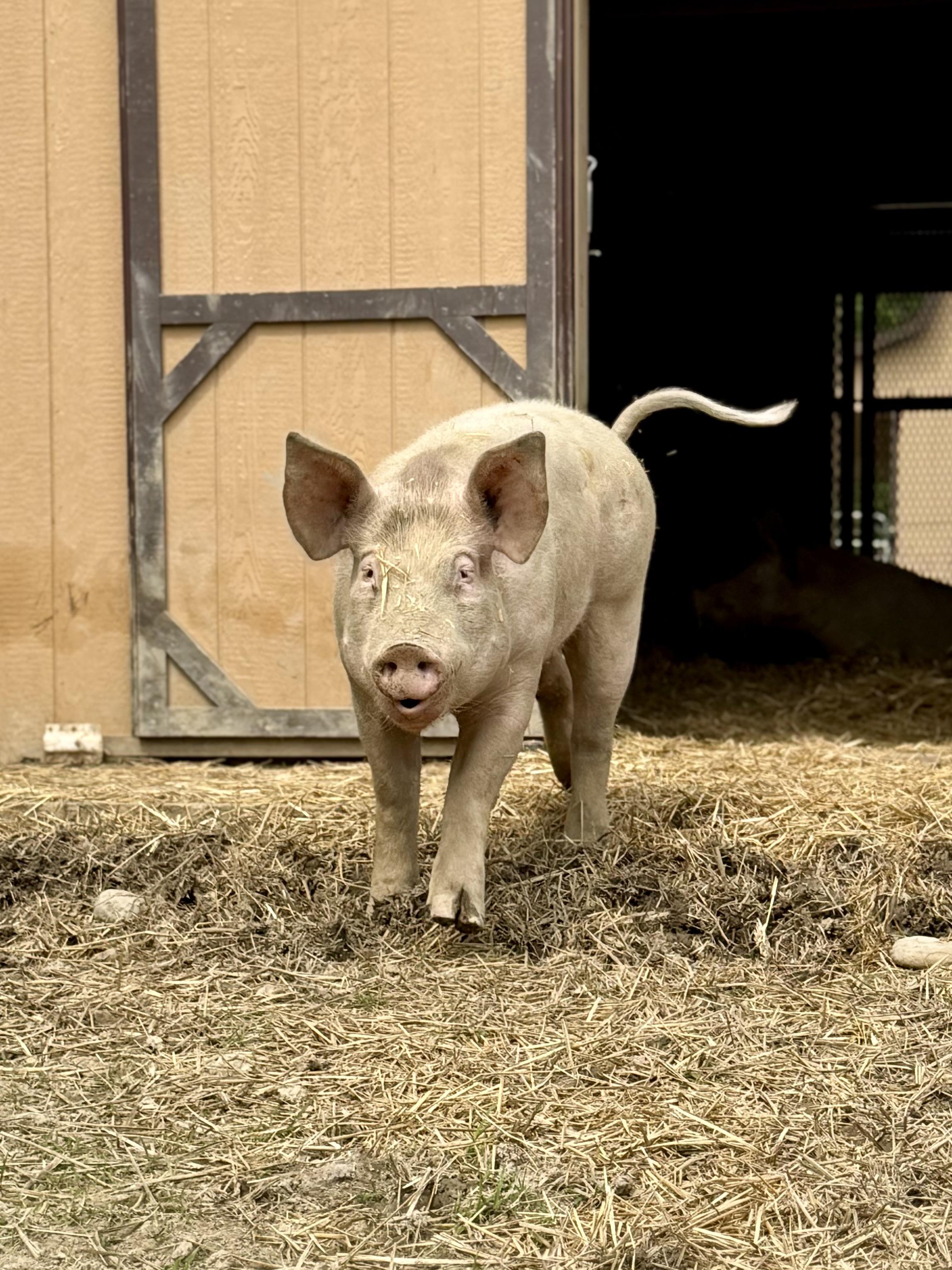 Azi, a ADOPTABLE Yorkshire in Ravenna, OH image 2/4