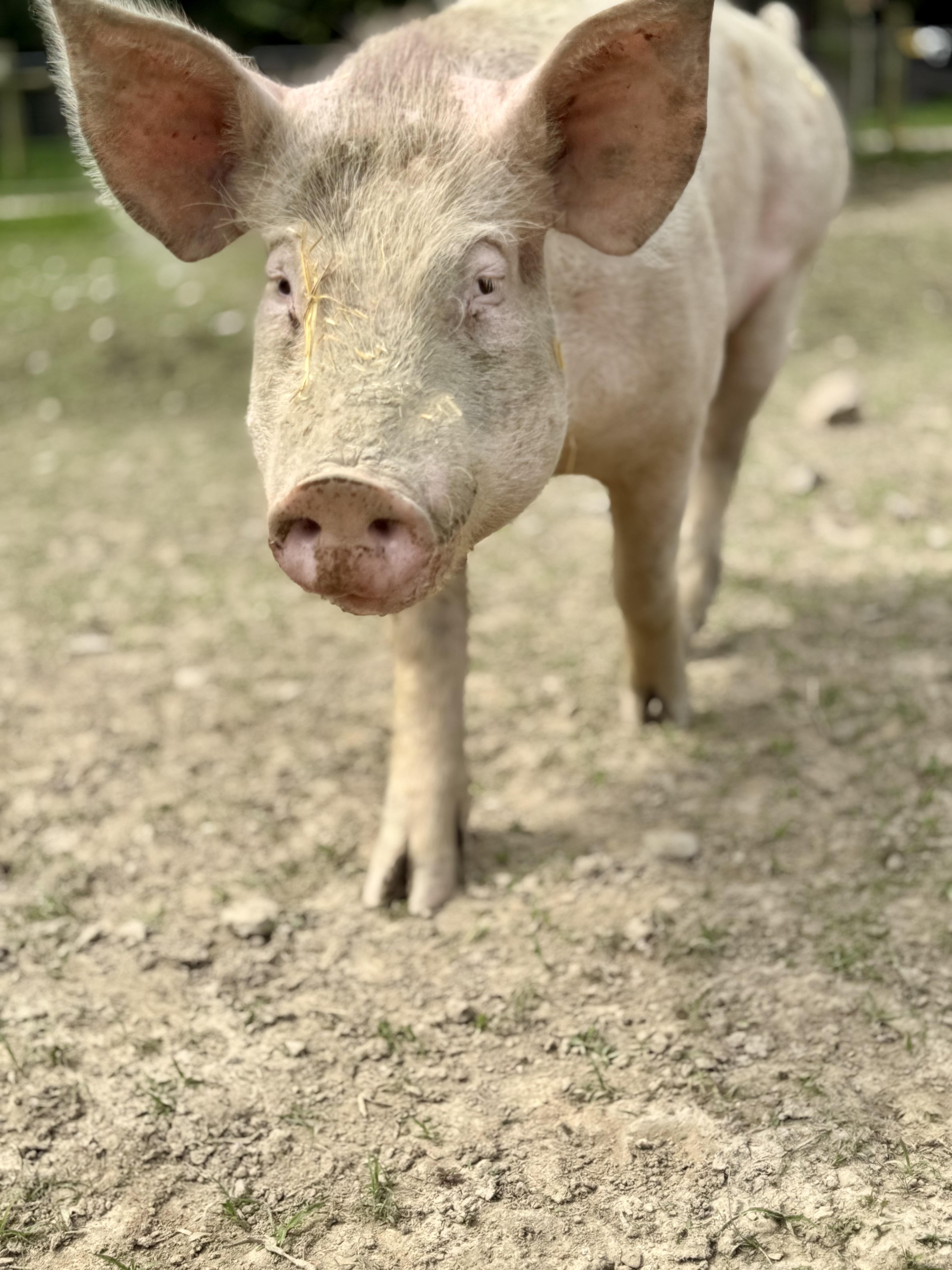 Azi, a ADOPTABLE Yorkshire in Ravenna, OH image 3/4