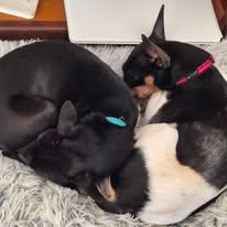 Freckles, Adoptable, Adult Female Chihuahua & Terrier.