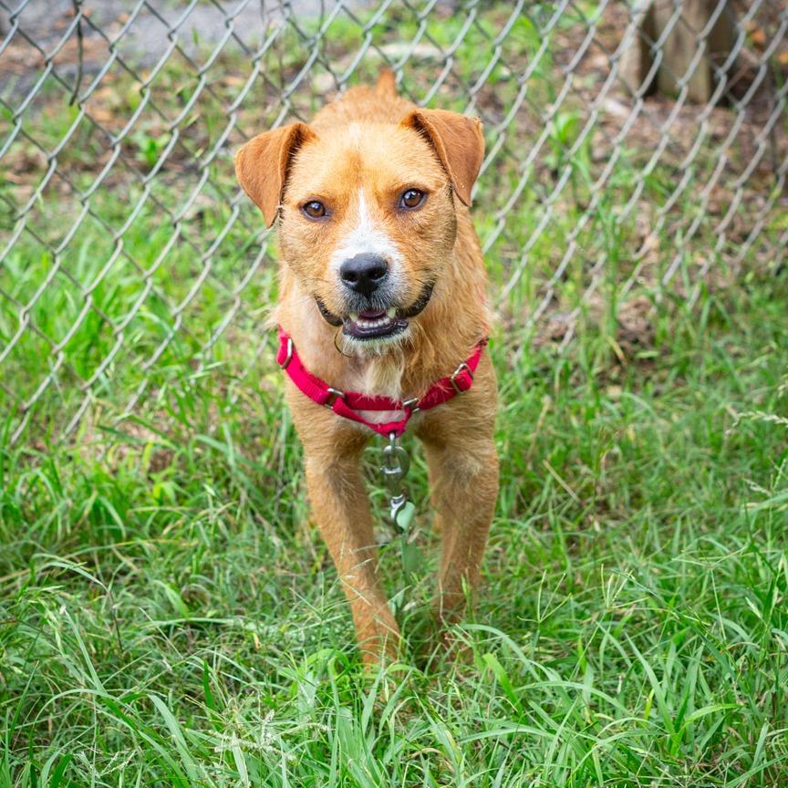 Russell, Adoptable, Adult Male Terrier & Black Mouth Cur.