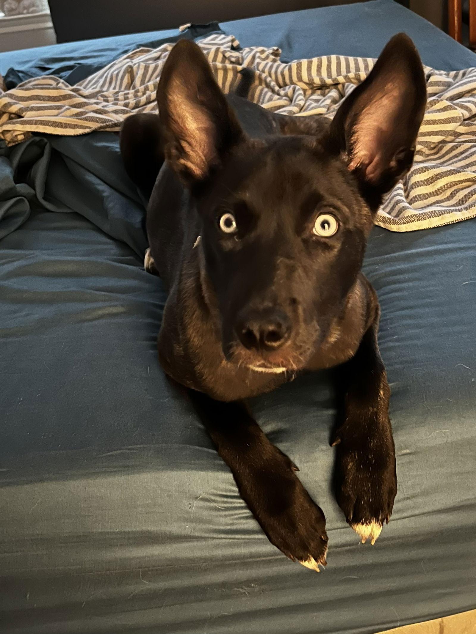 Enlarge Stormy, a Adoptable mixed breed in The Woodlands, TX image 1/1